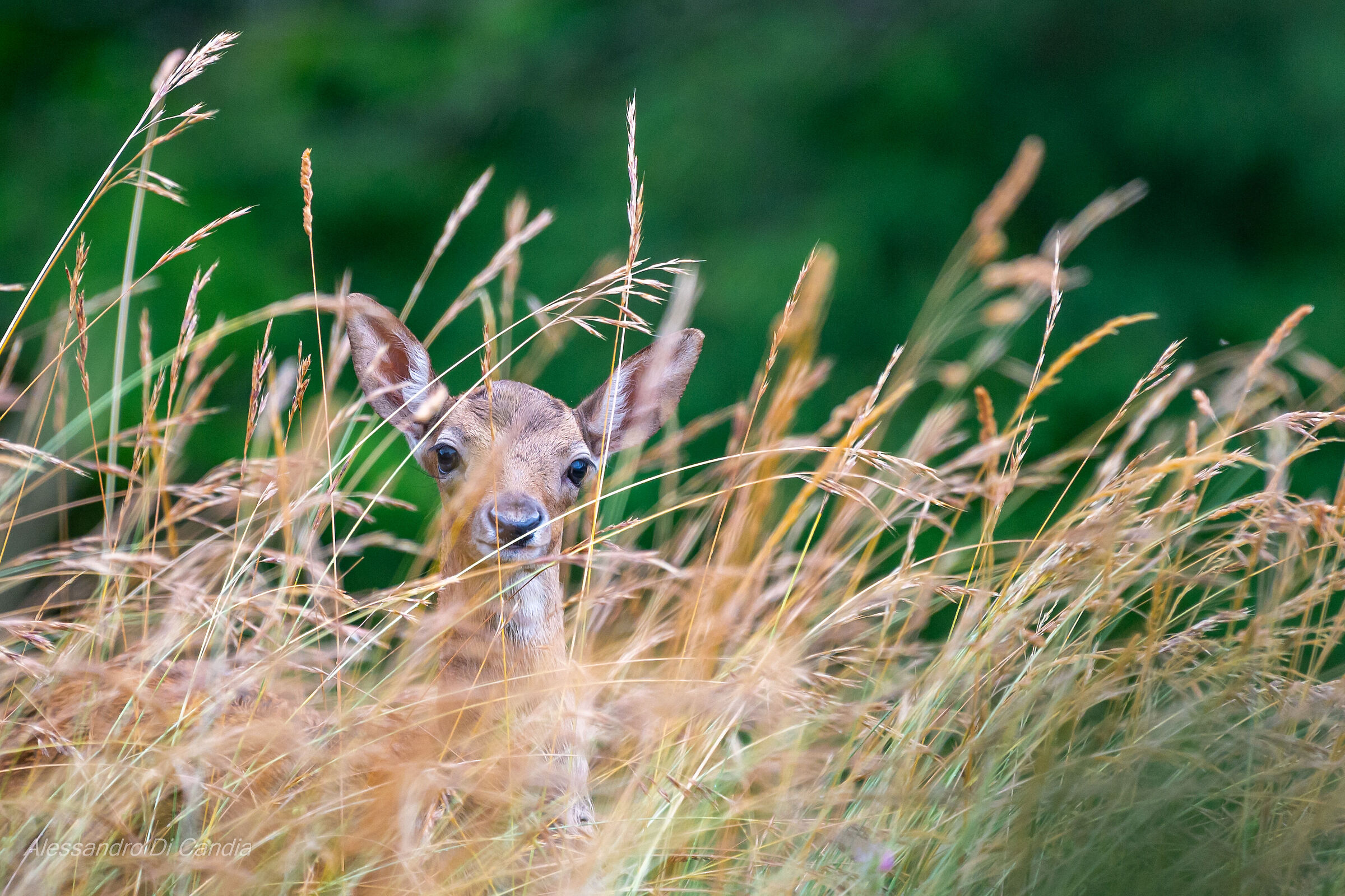 Giovanotto nel grano