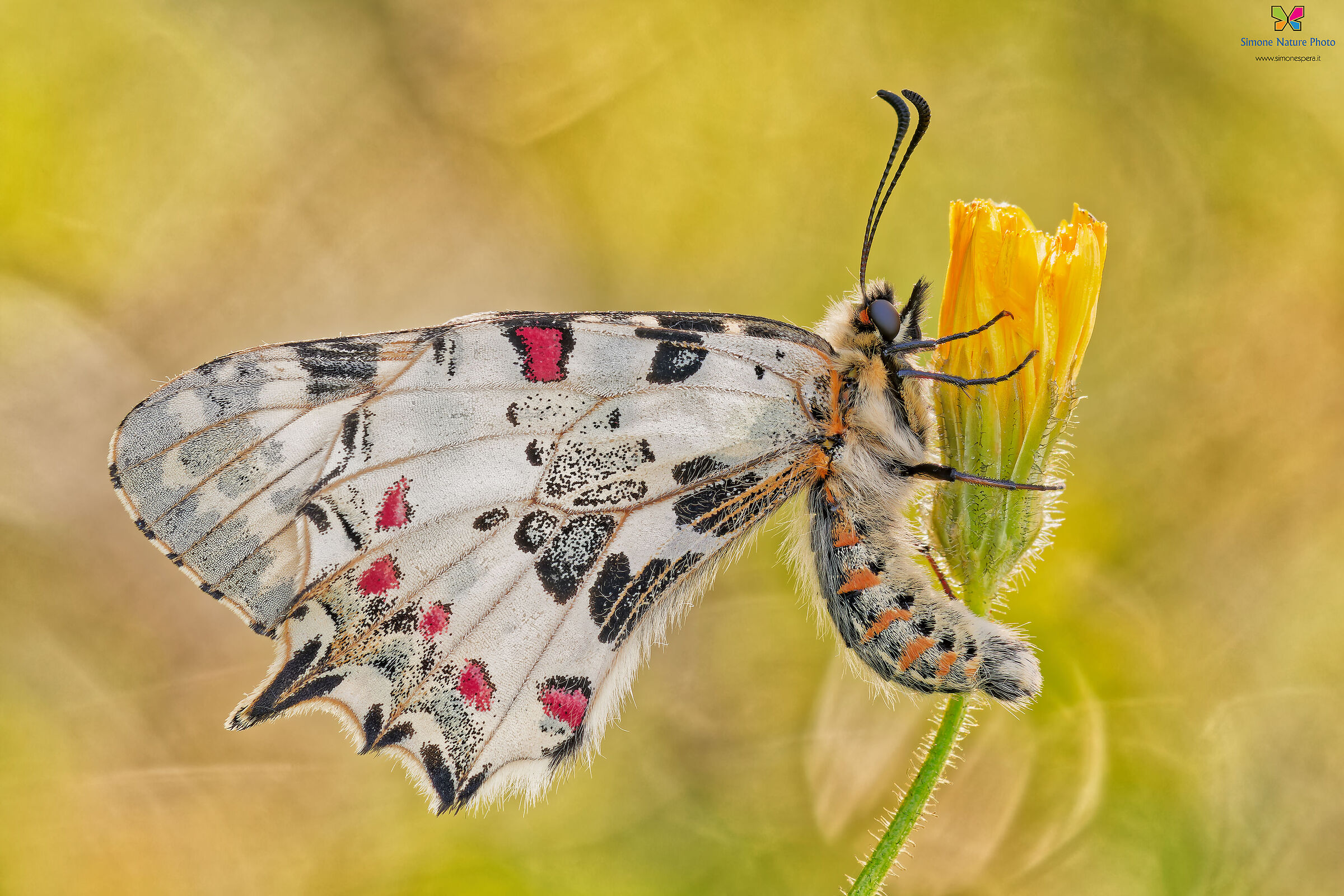 Zerynthia (Allancastria) cerisy... Backlight