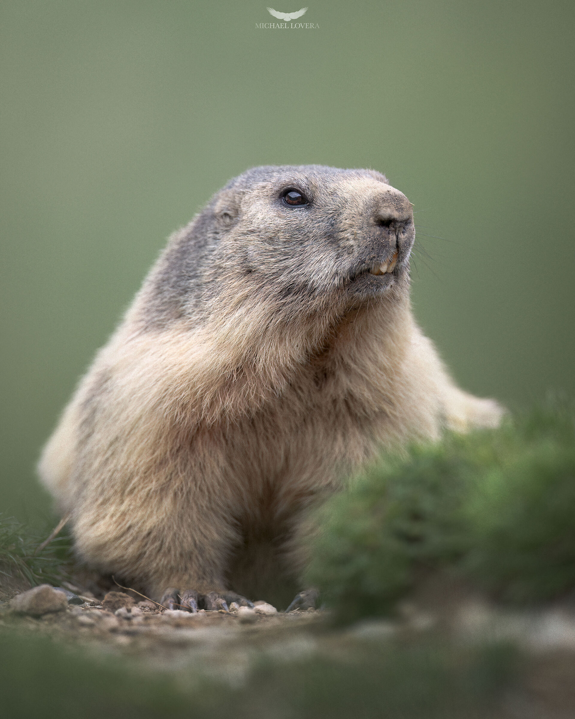 Marmotta