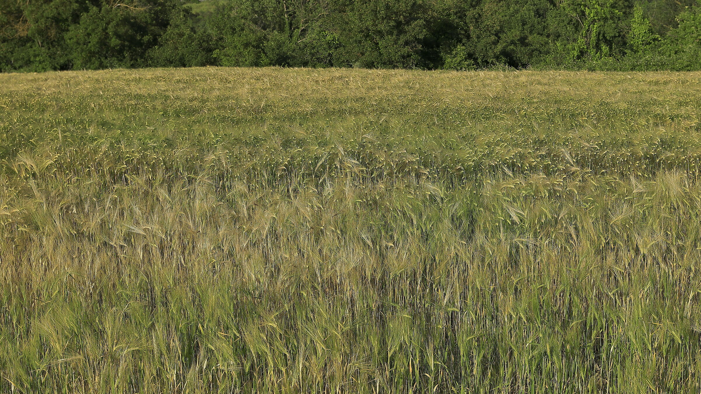 Shades of green and straw yellow