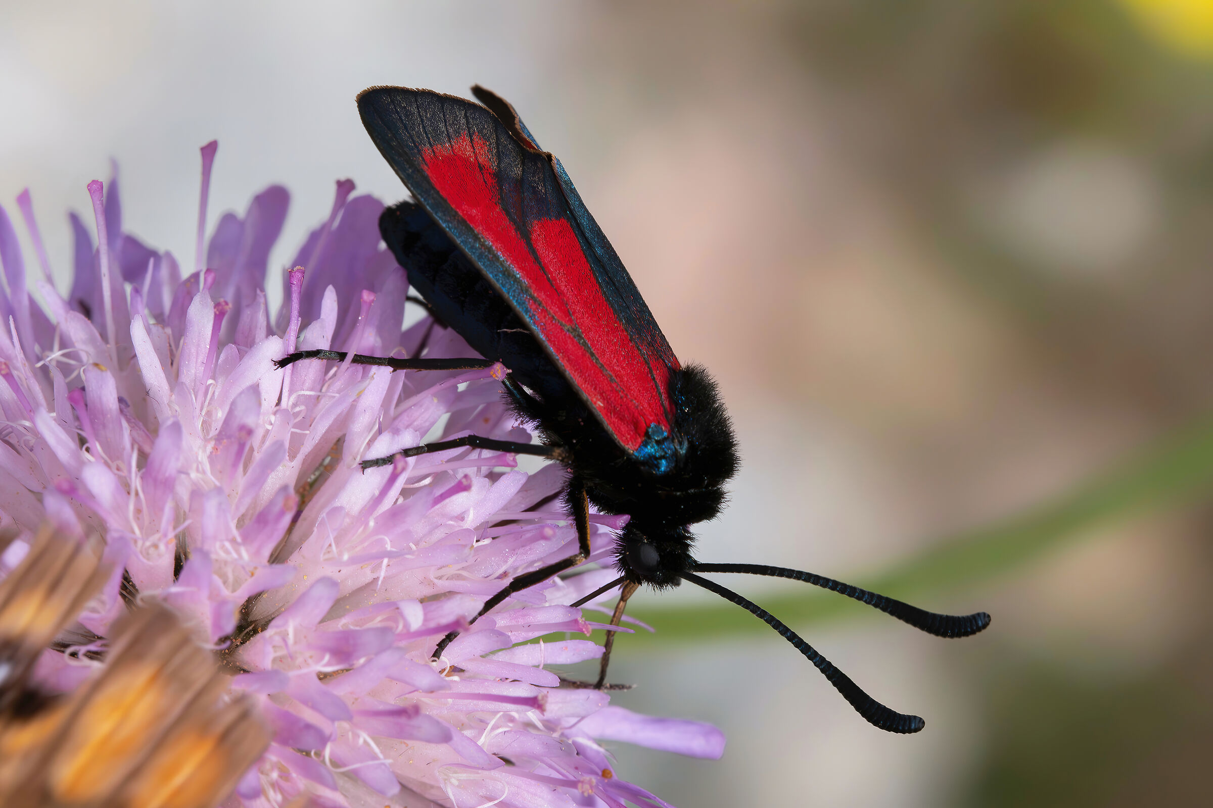 Zygaena (Mesembrynus) erythrus