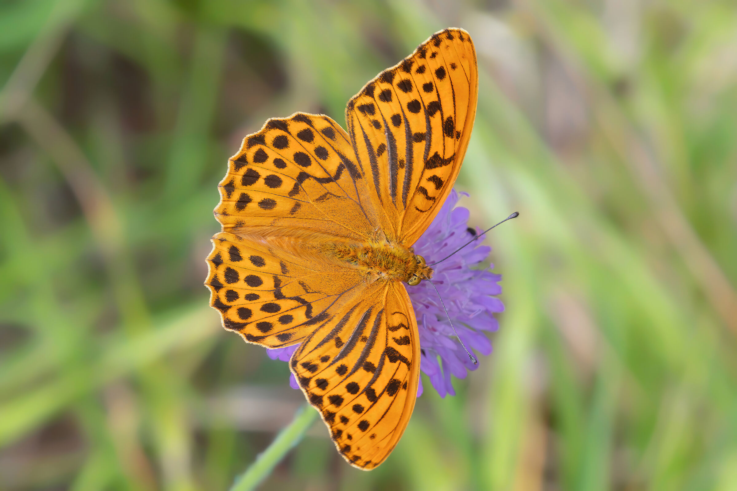 Argynnis paphia
