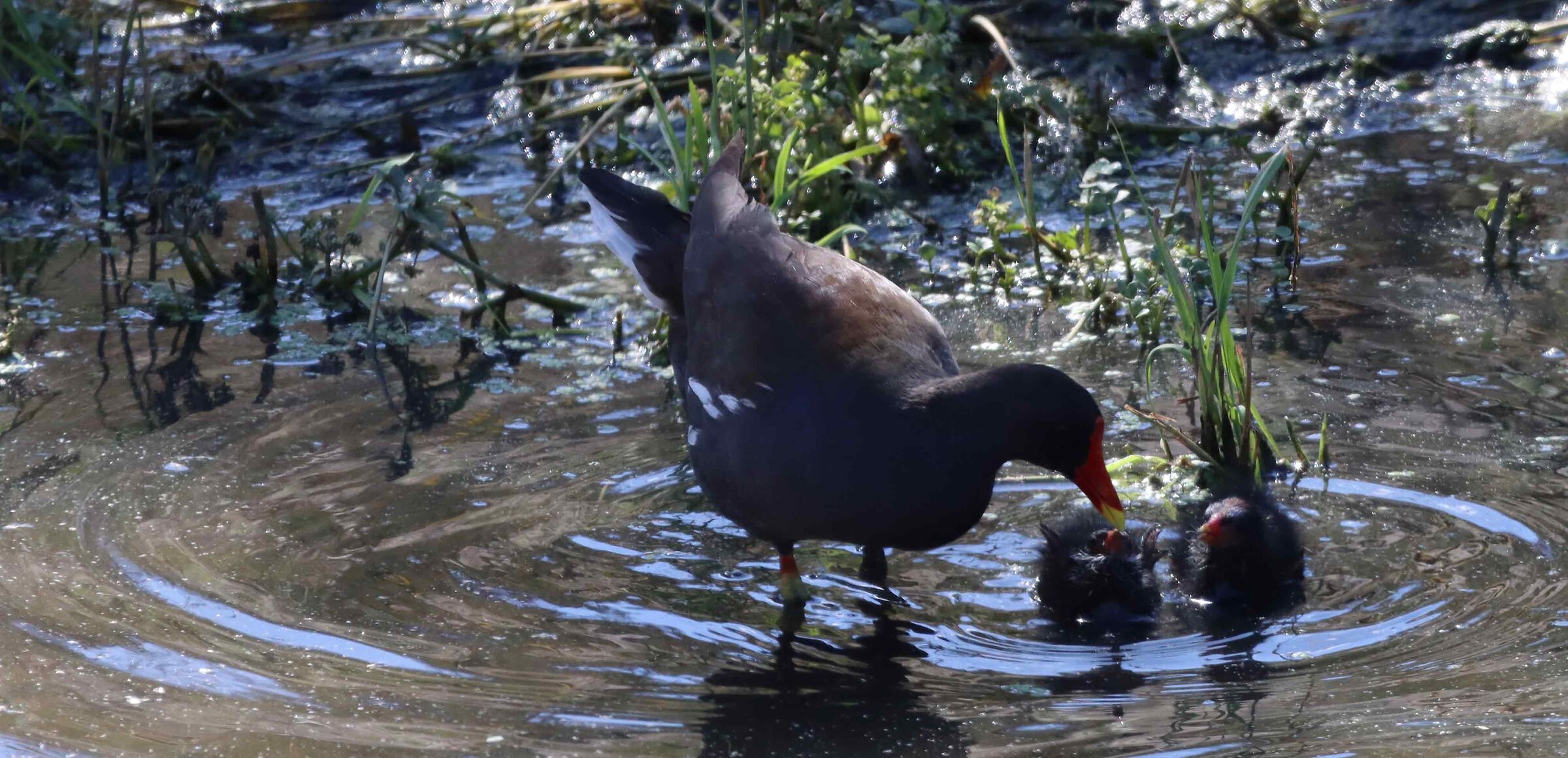 famigliola  gallinella