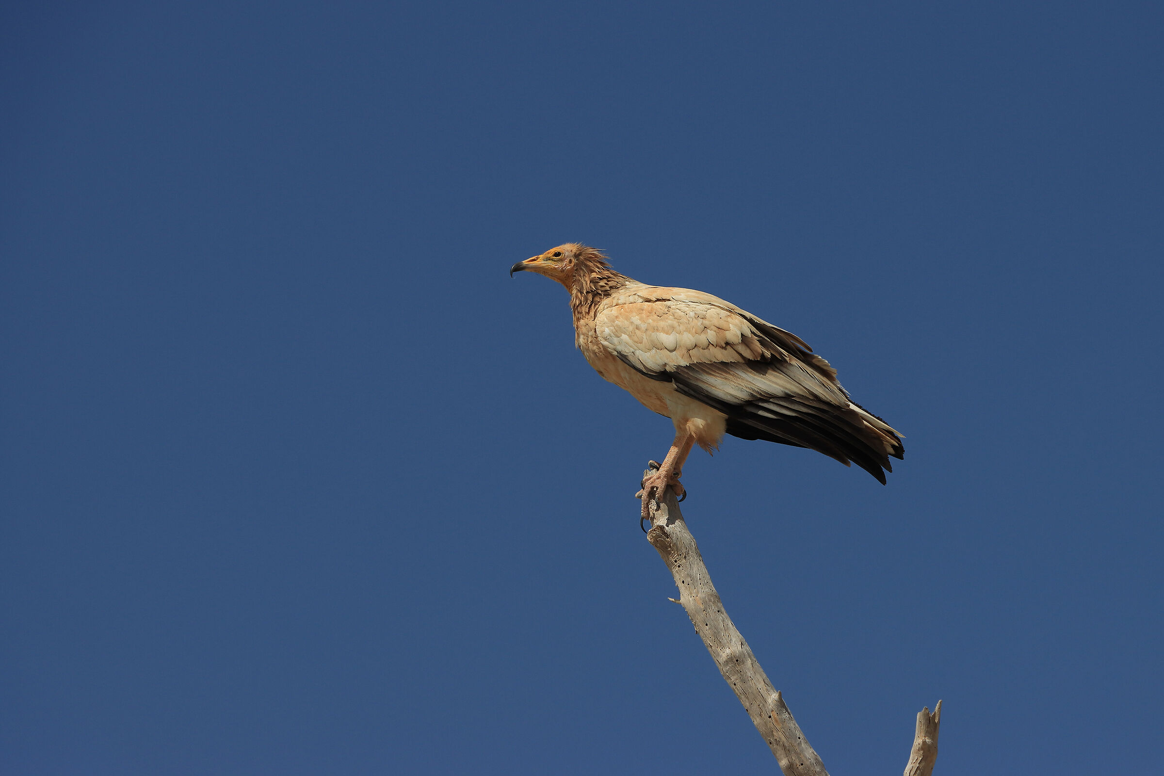 S O C O T R A - capovaccio socotrino