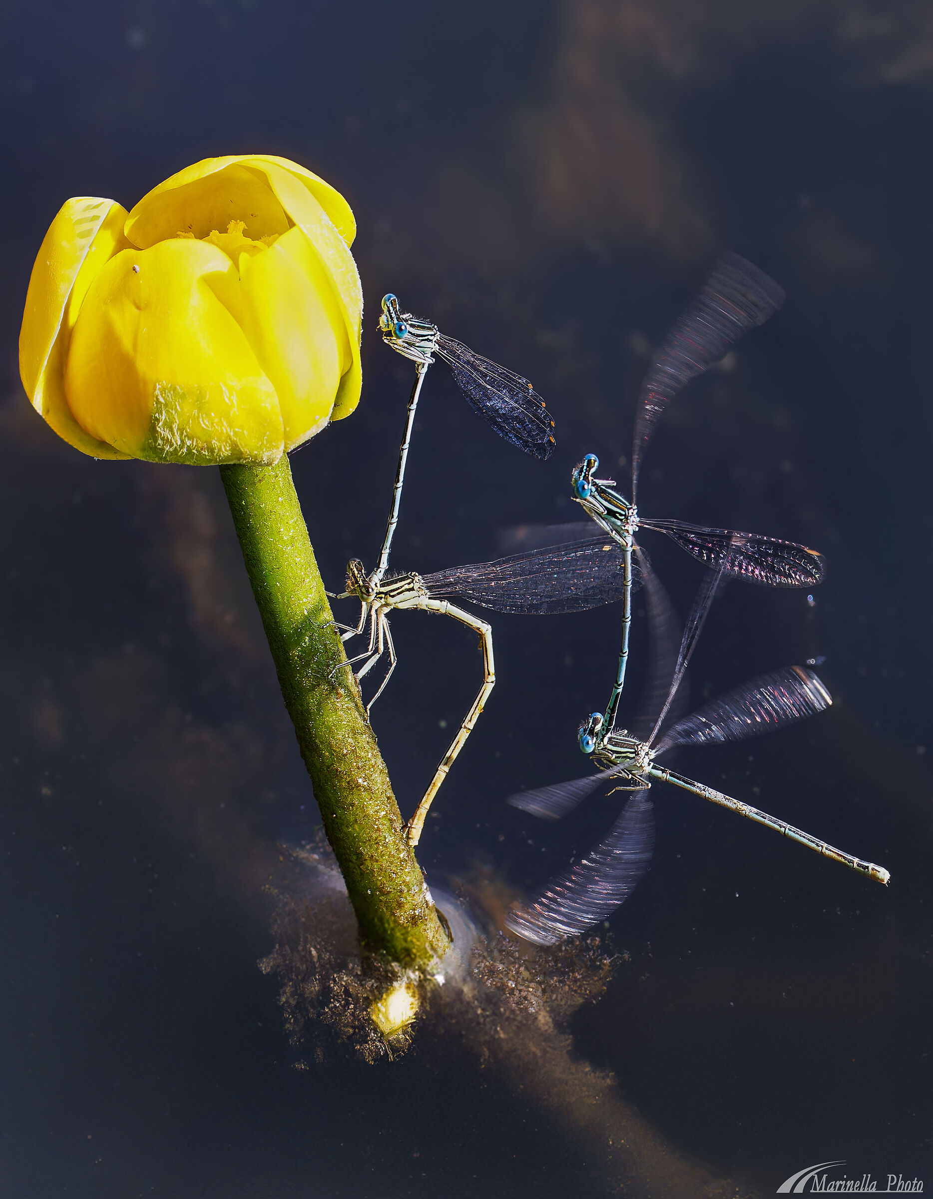 Dragonflies