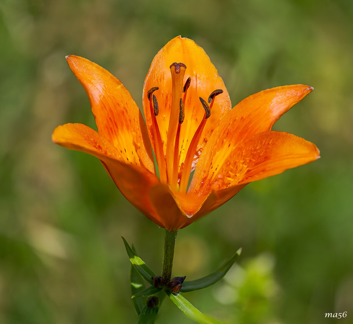 St. John's Lily