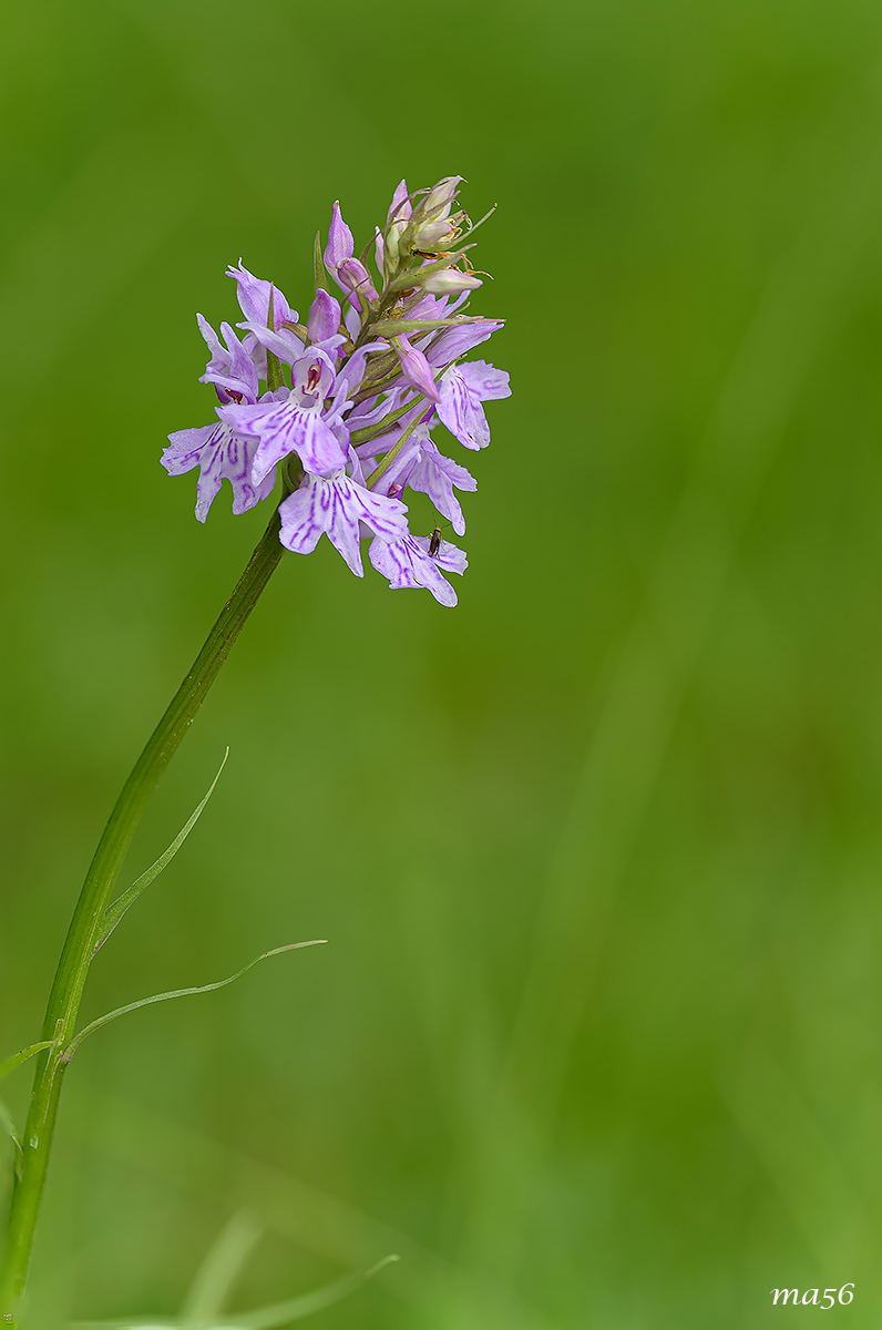 Pyramid Orchid