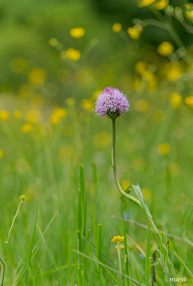 Pasture orchid