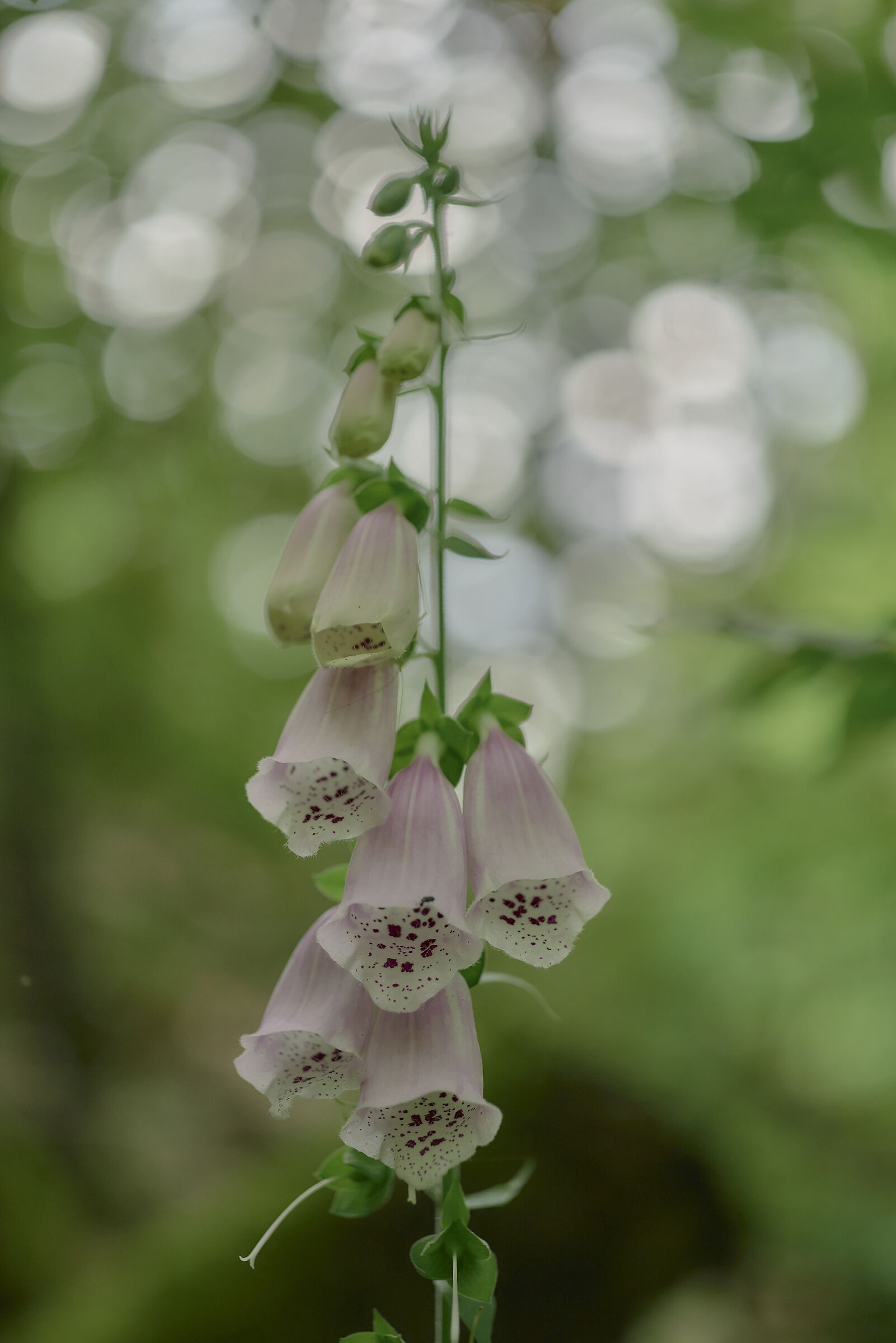 Purpurea di Digitalis
