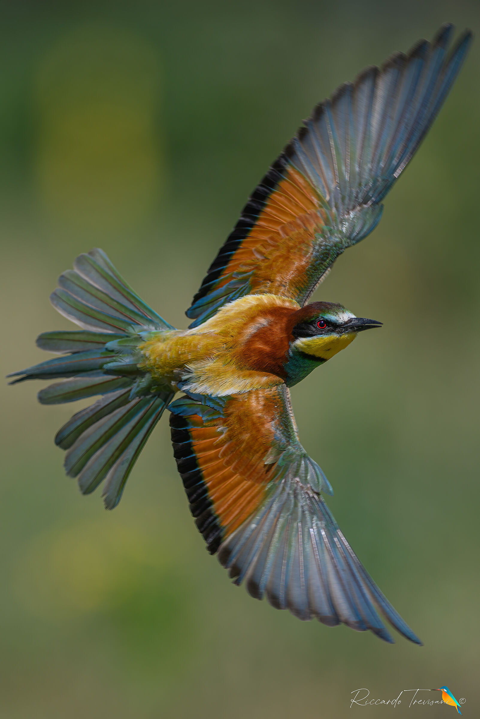 On the fly (bee-eater)
