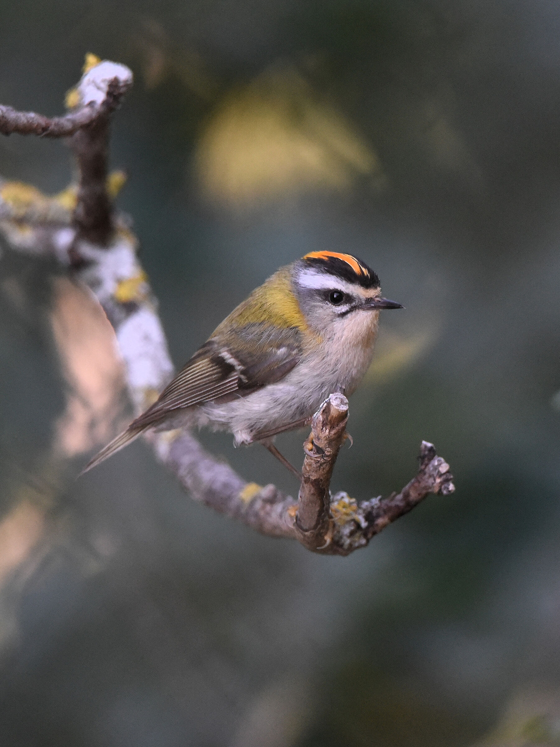 Firecrest