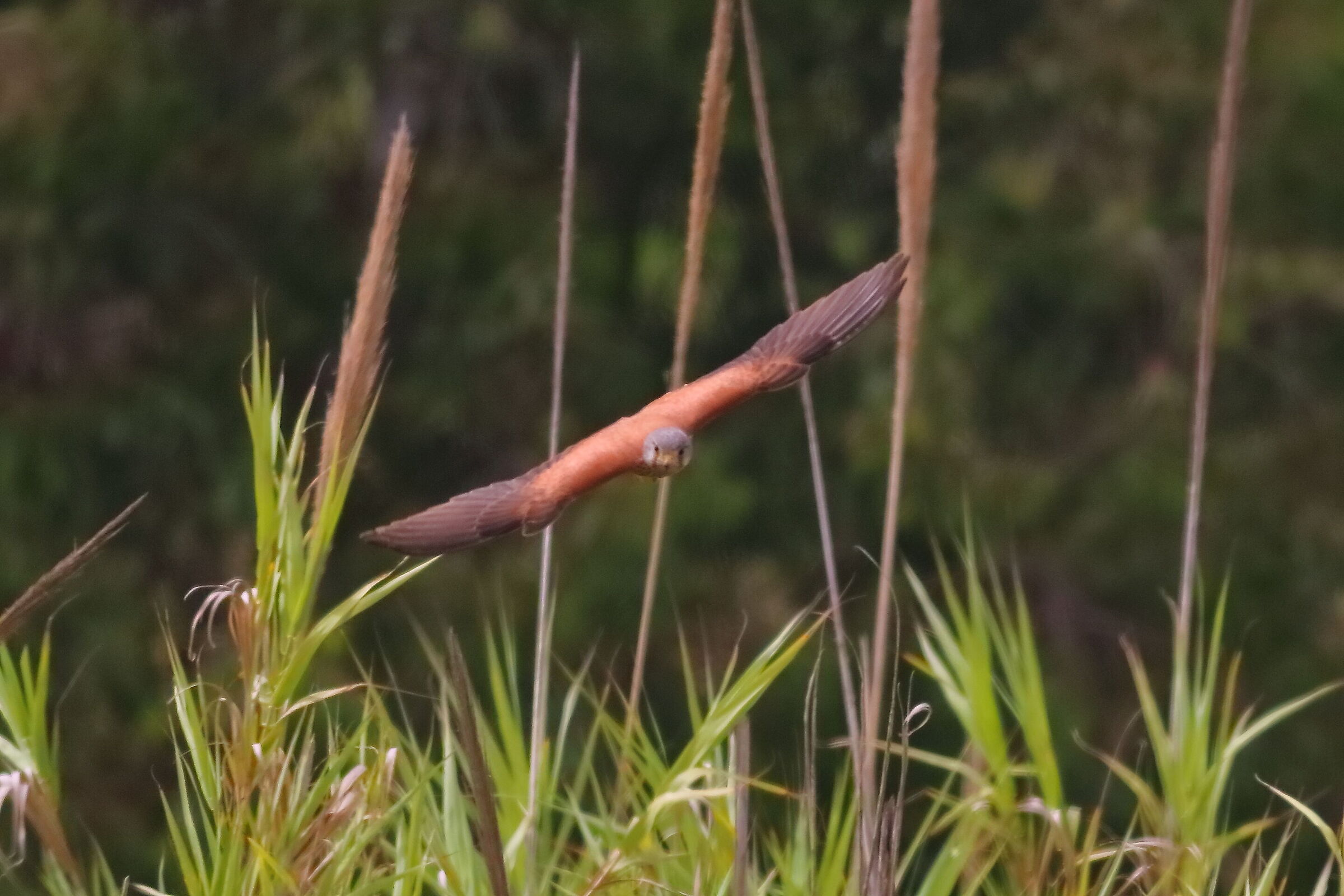 Kestrel June 2024 - 0376