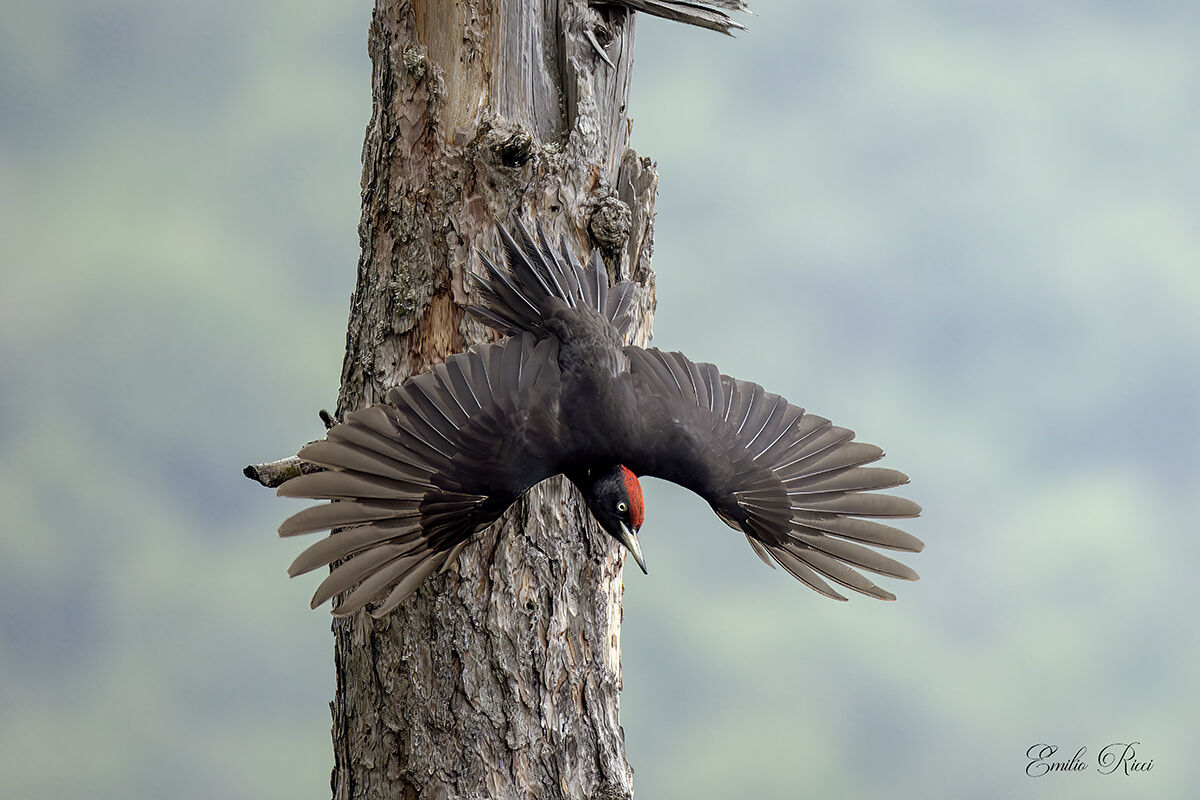 Black woodpecker