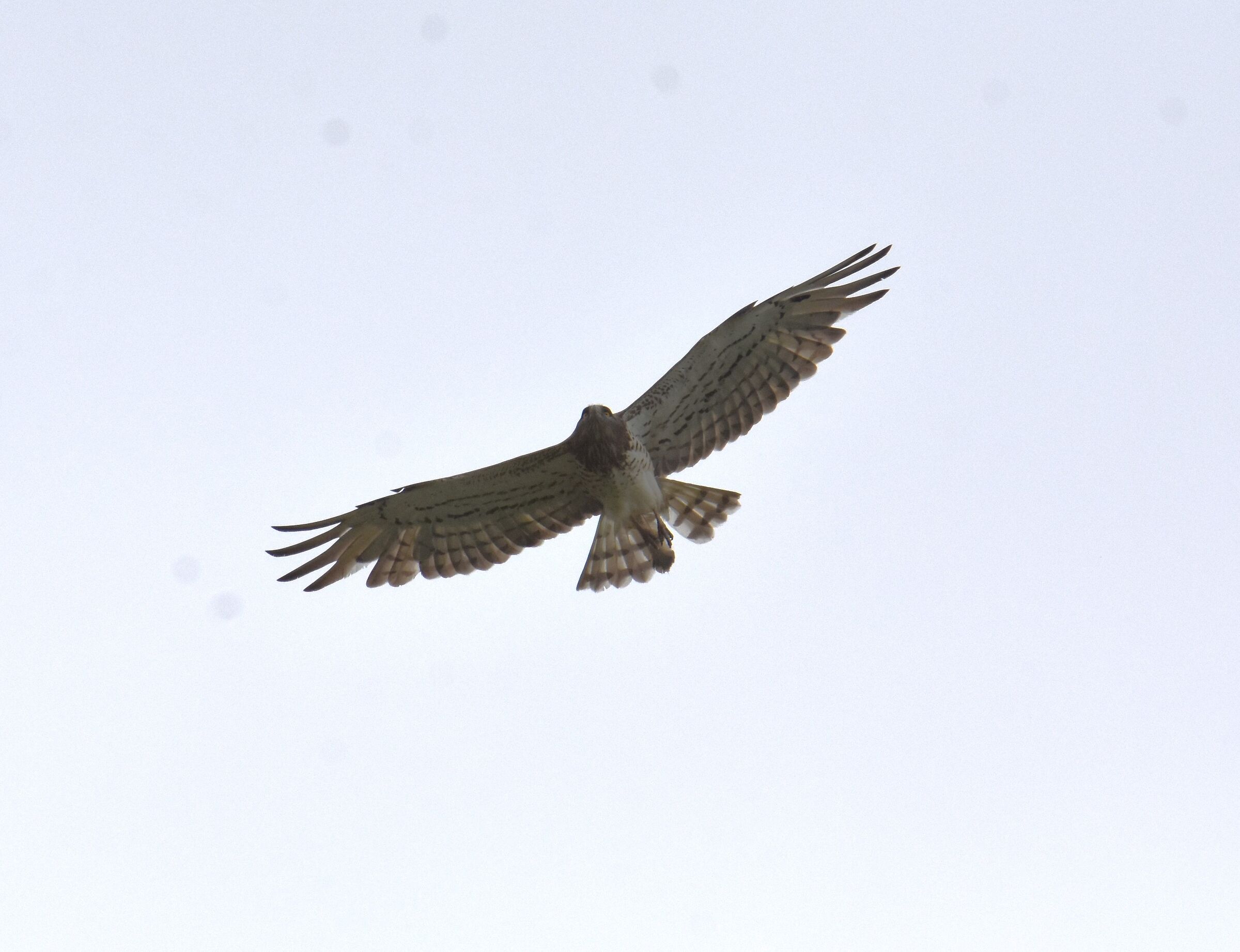 harrier eagle