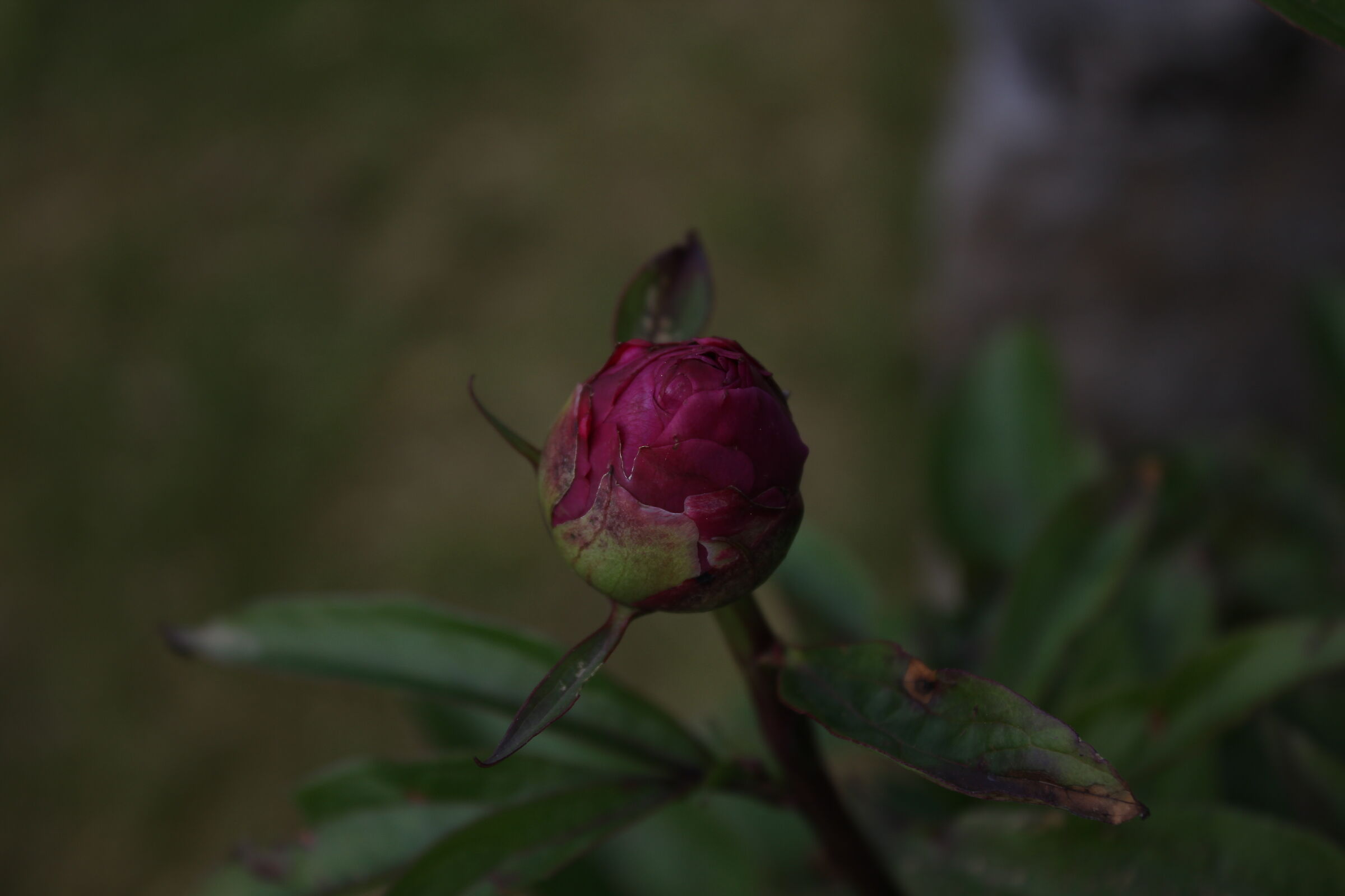Peony bud
