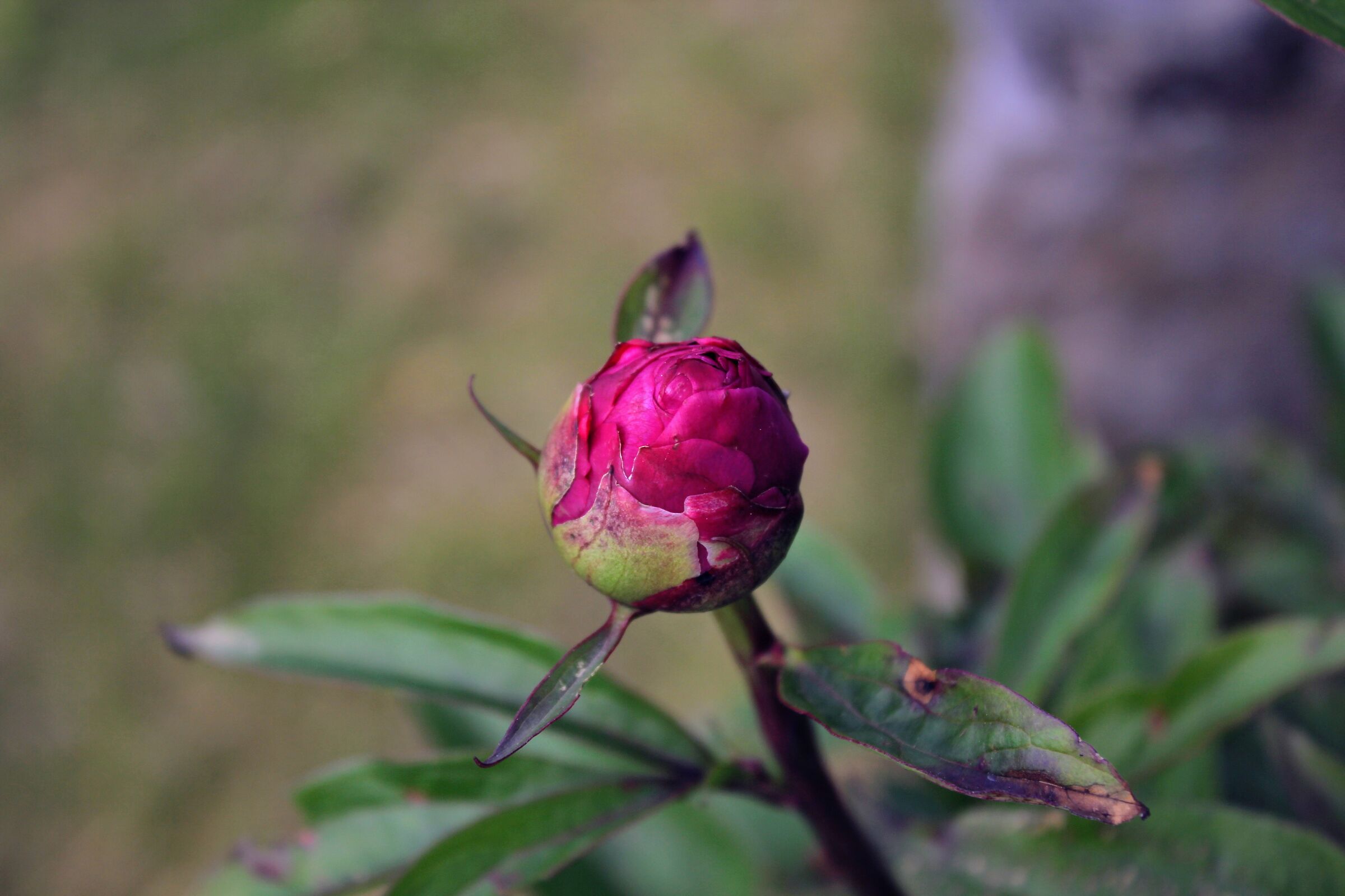 Peony bud