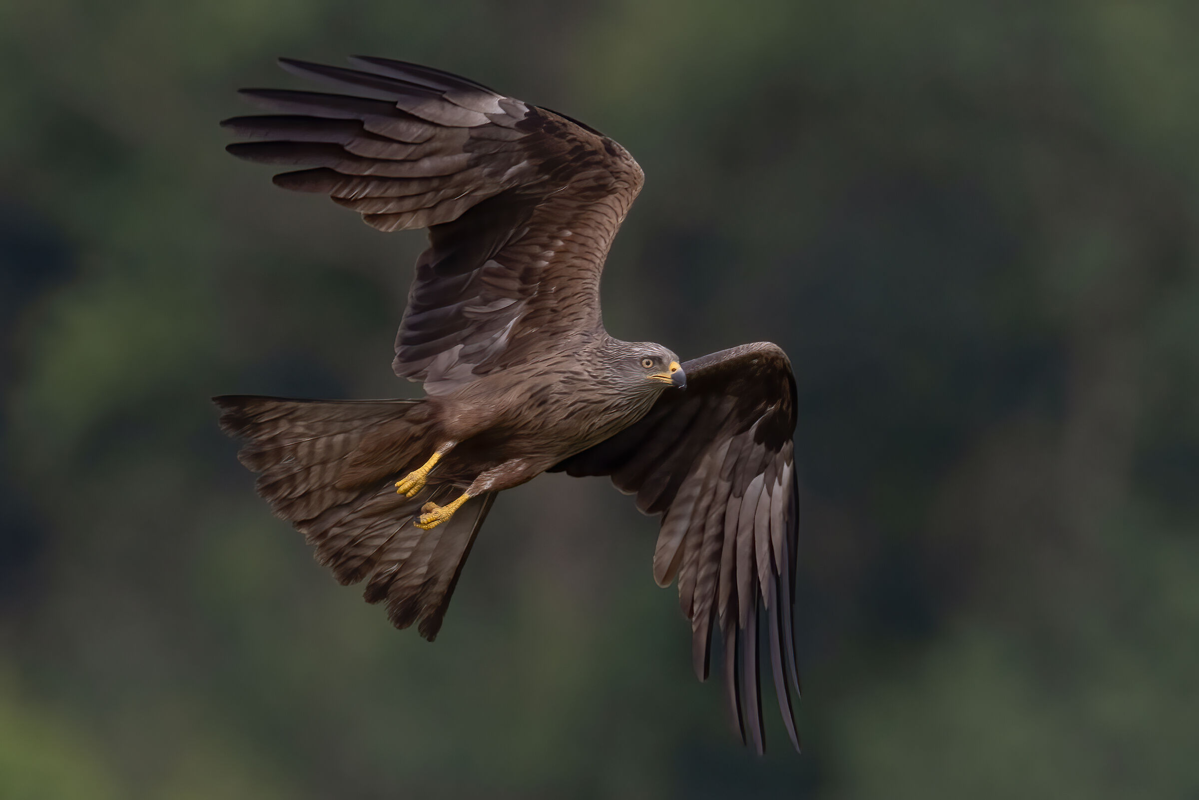 black kite