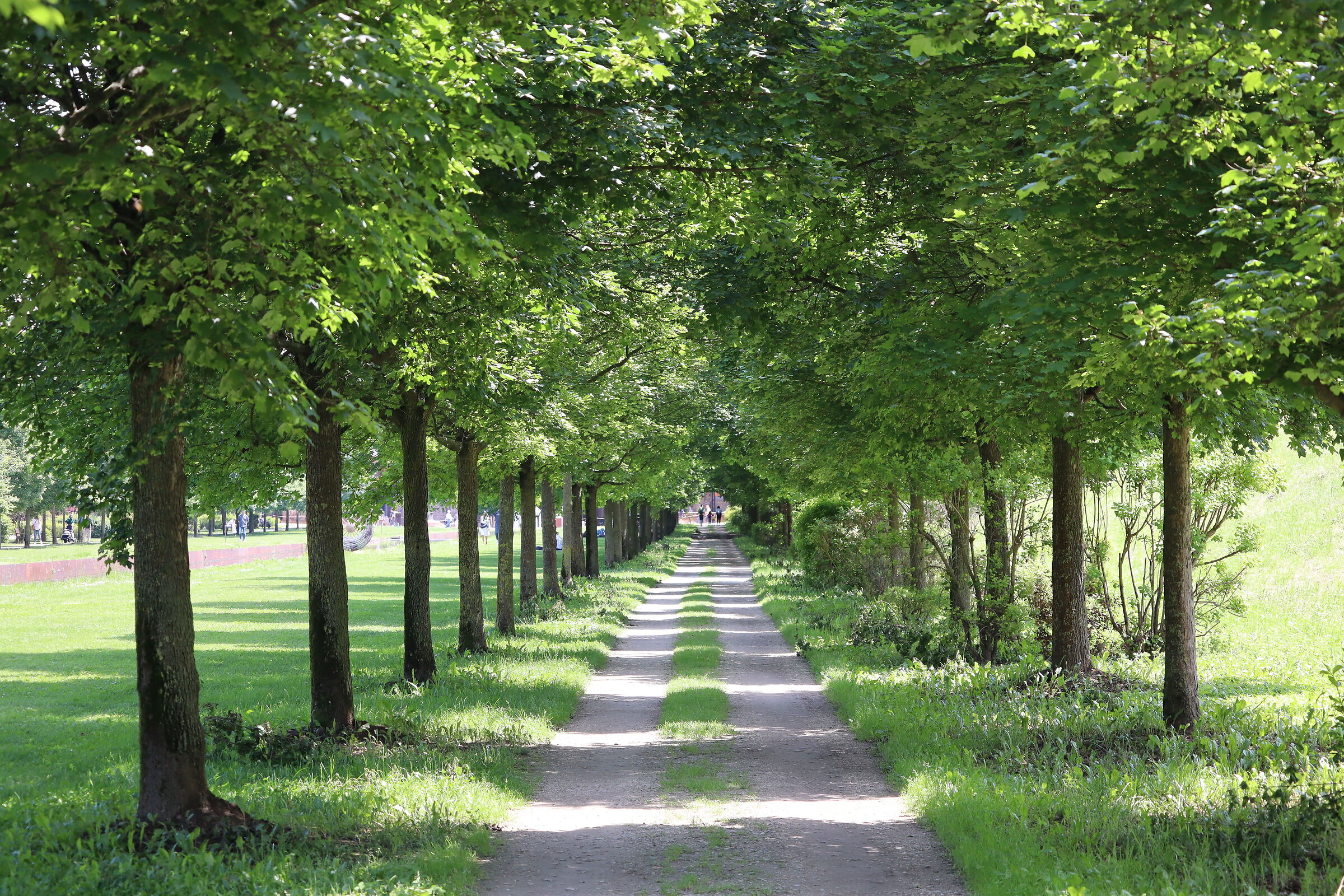 Passeggiata nel bosco