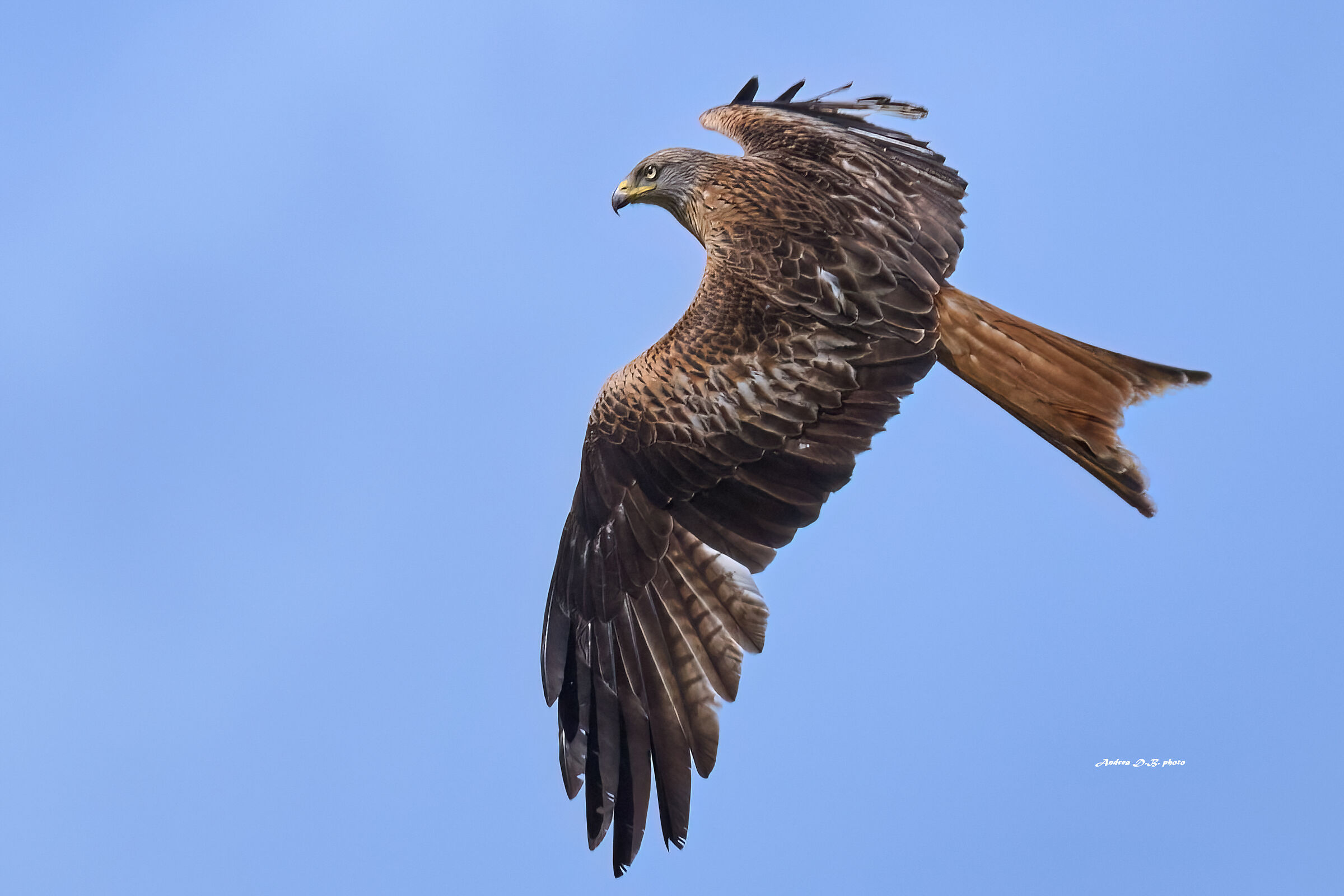 Red kite