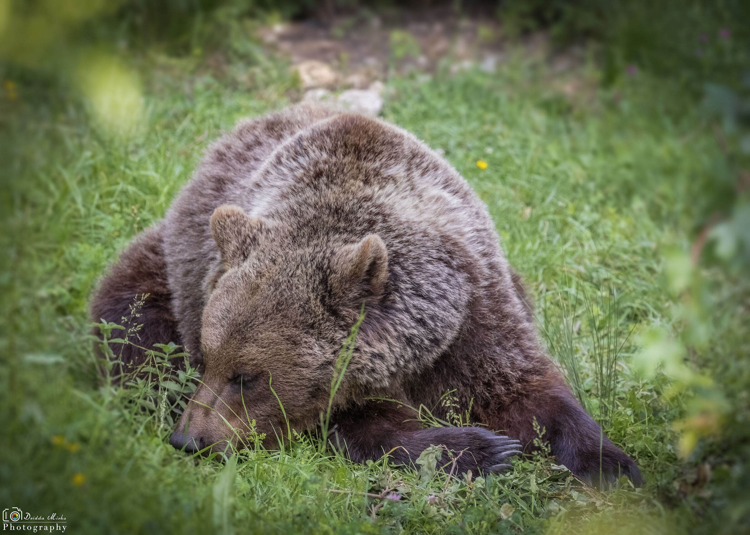 addormentato nel bosco