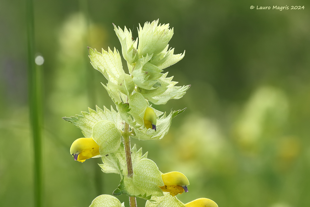 Cresta di gallo comune
