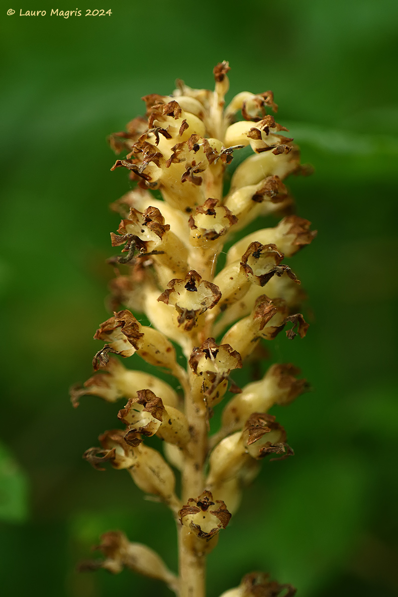 Neottia