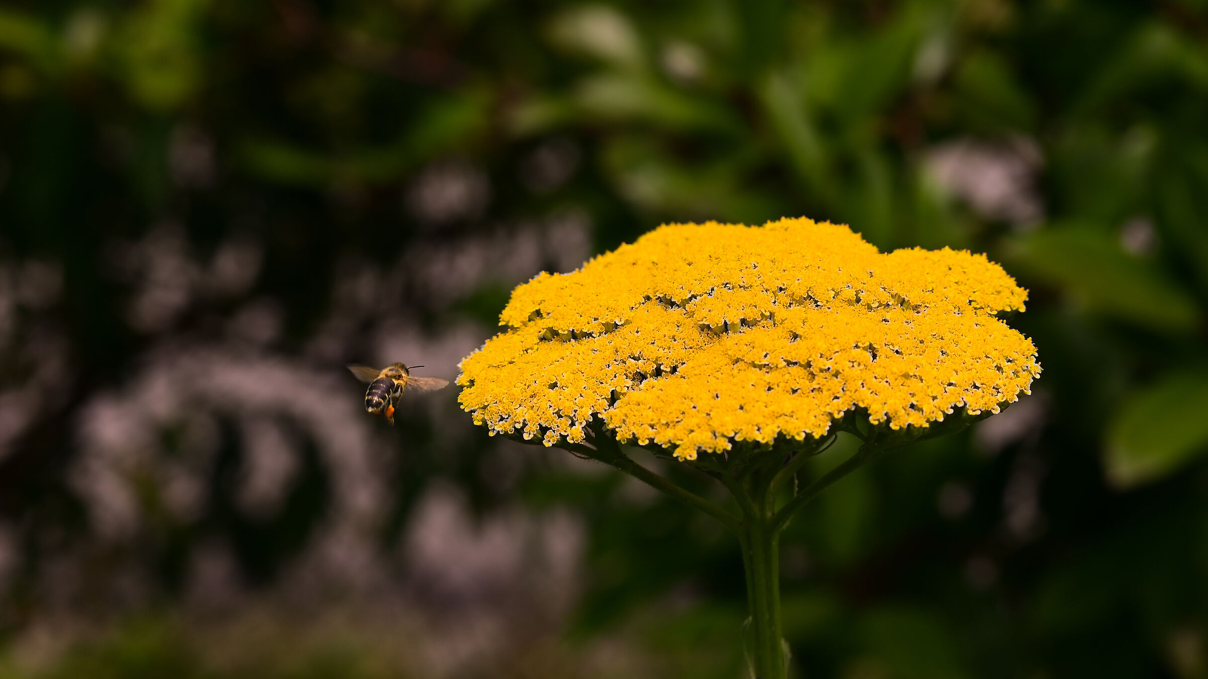 Achillea gialla e ape
