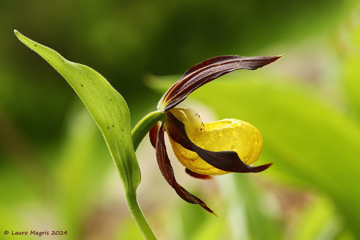 Scarpa della Madonna