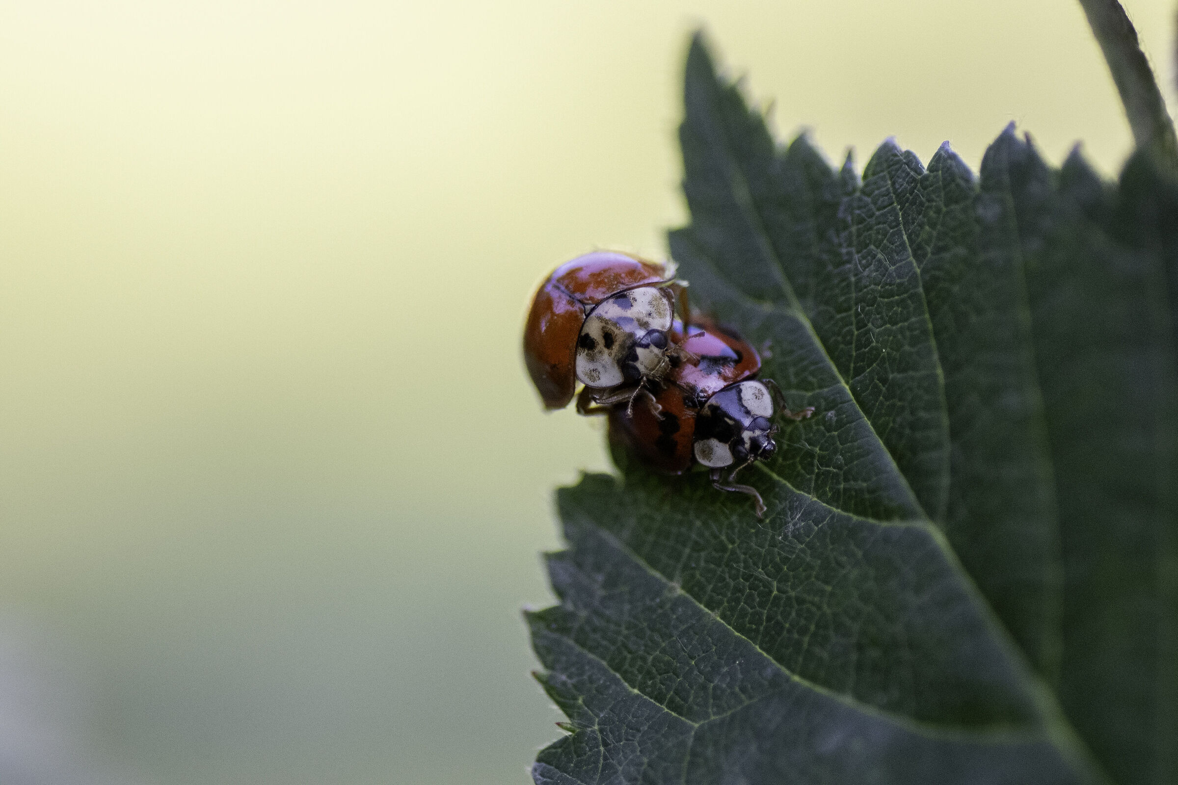 Coccinelle