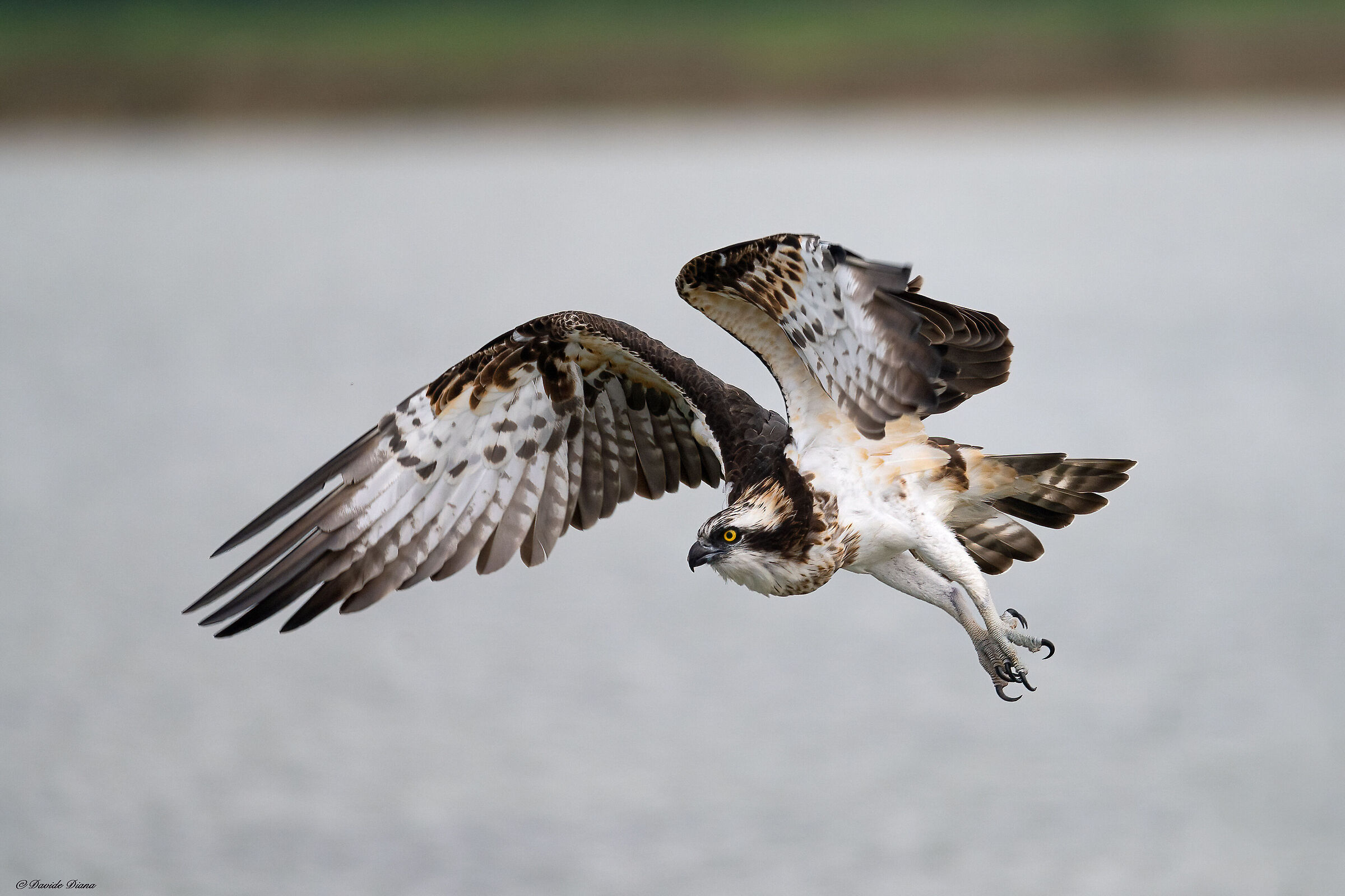 Osprey - Pandion haliaetus - Cabras - Sardinia