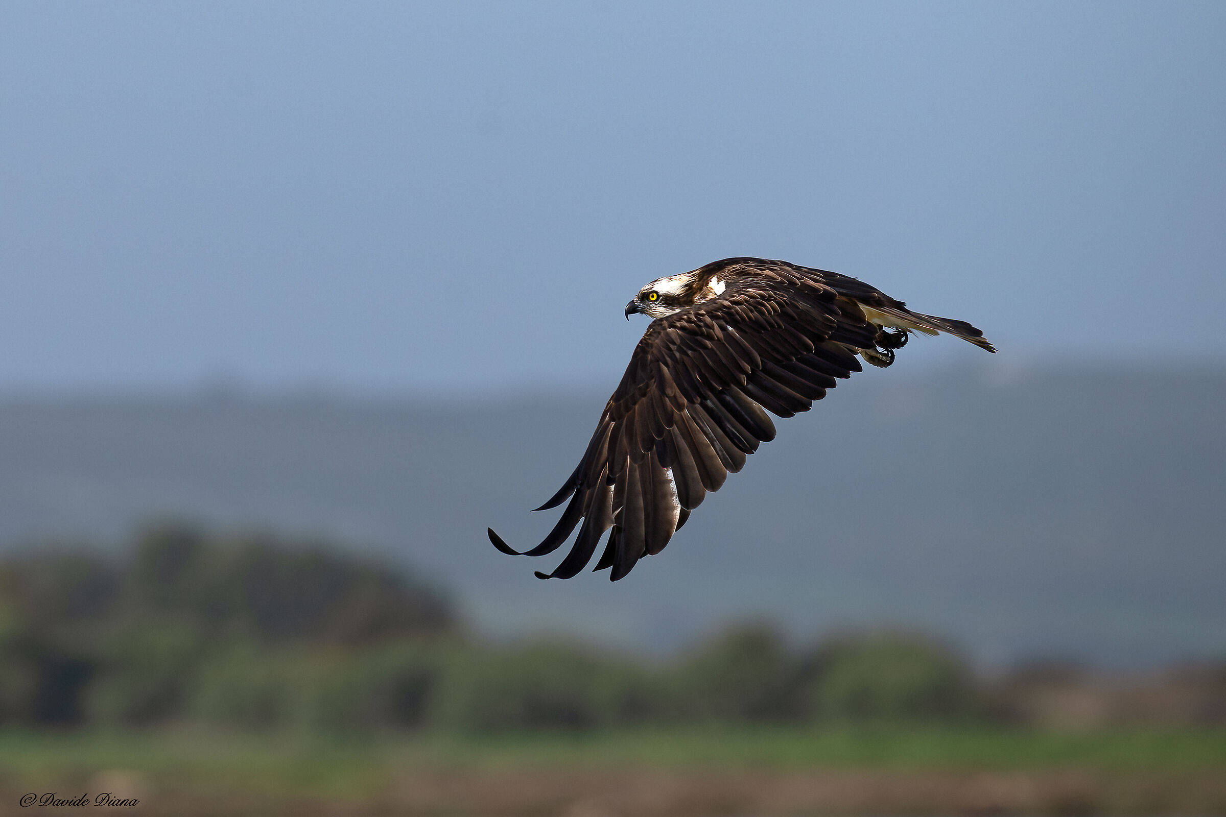 Osprey - Pandion haliaetus - Cabras - Sardinia