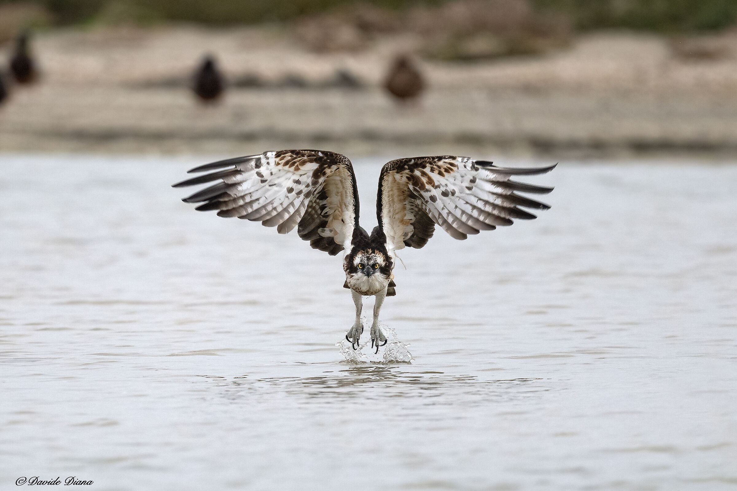 Osprey - Pandion haliaetus - Cabras - Sardinia