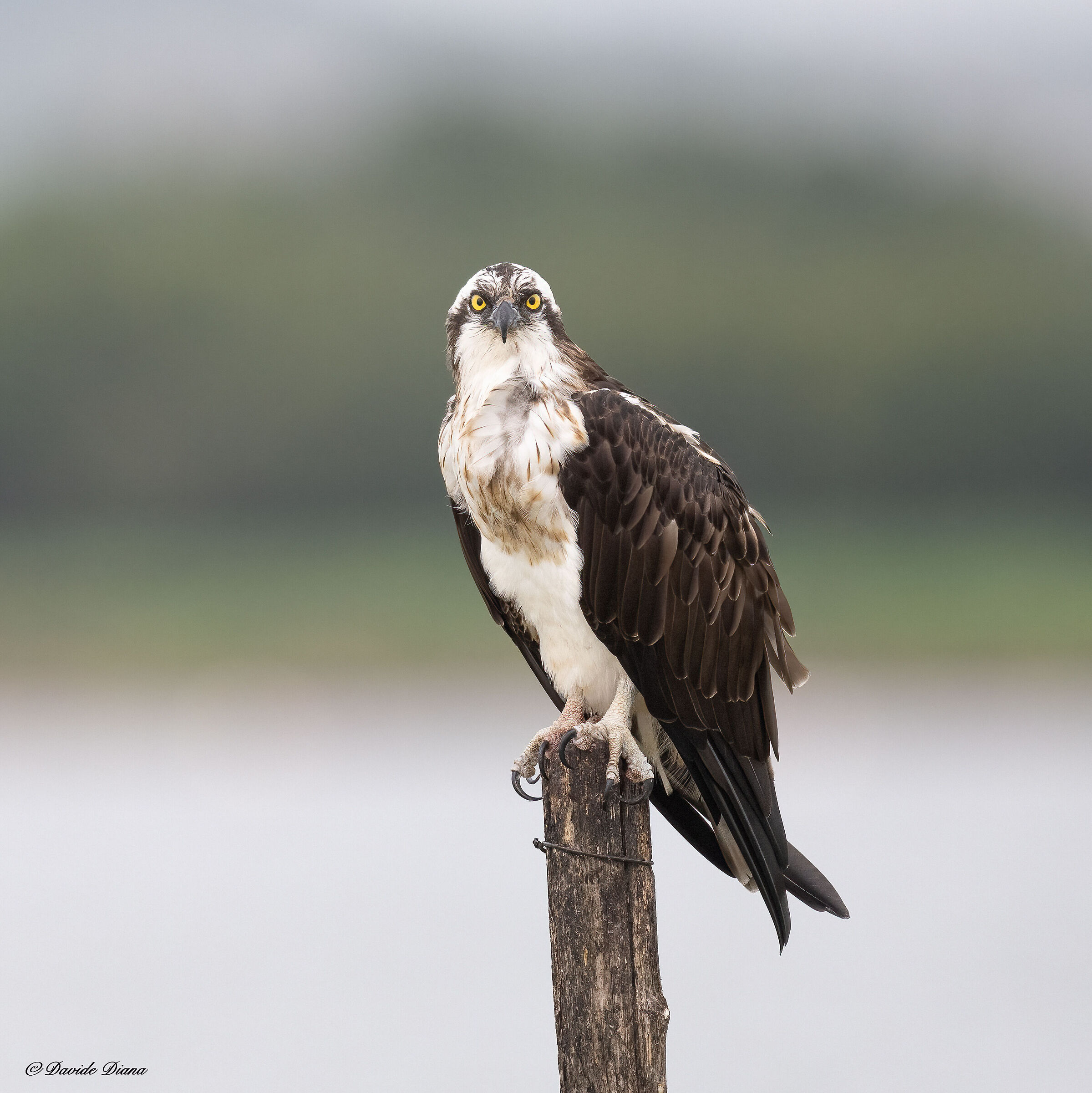 Osprey - Pandion haliaetus - Cabras - Sardinia