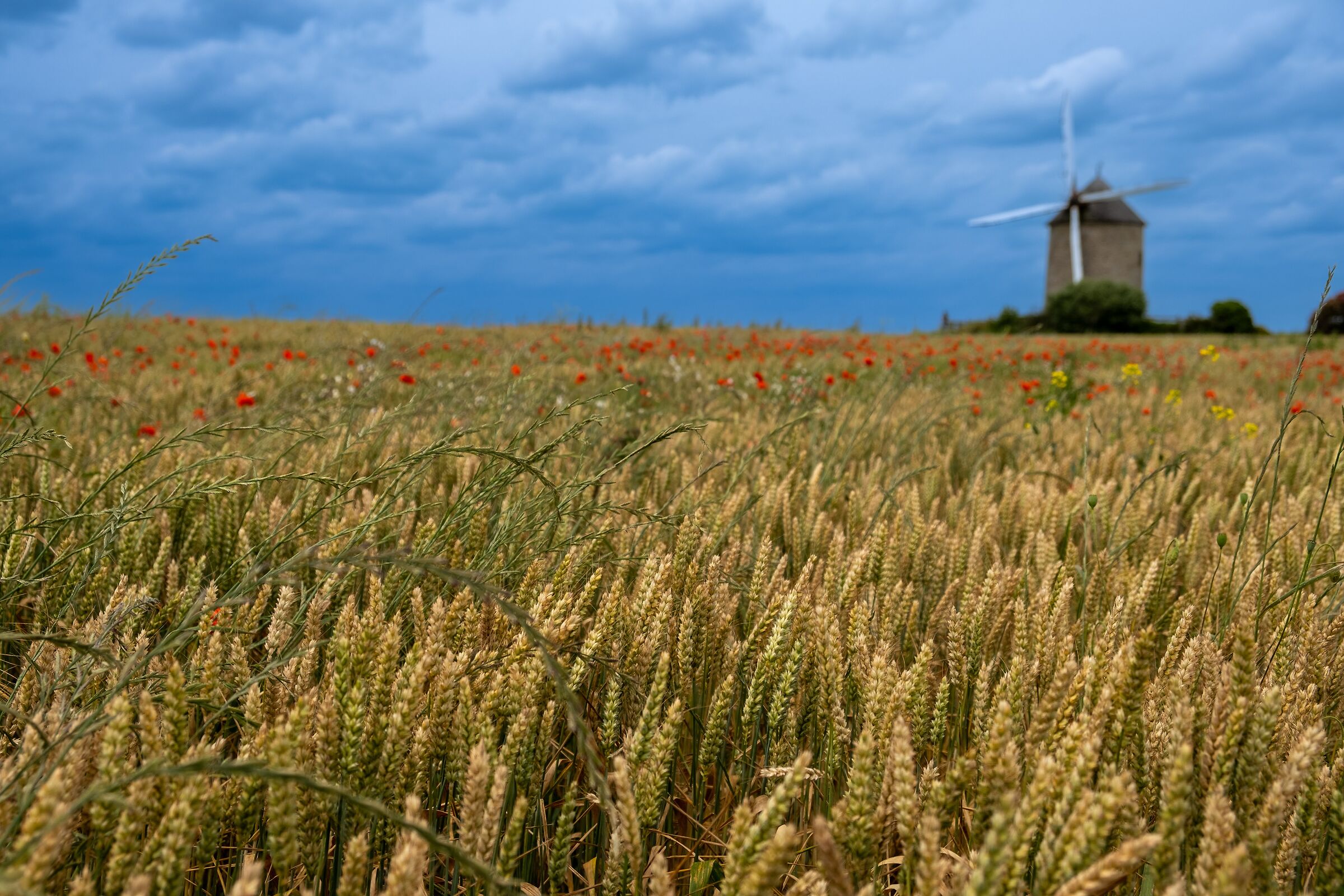 Dal Grano alla Farina...