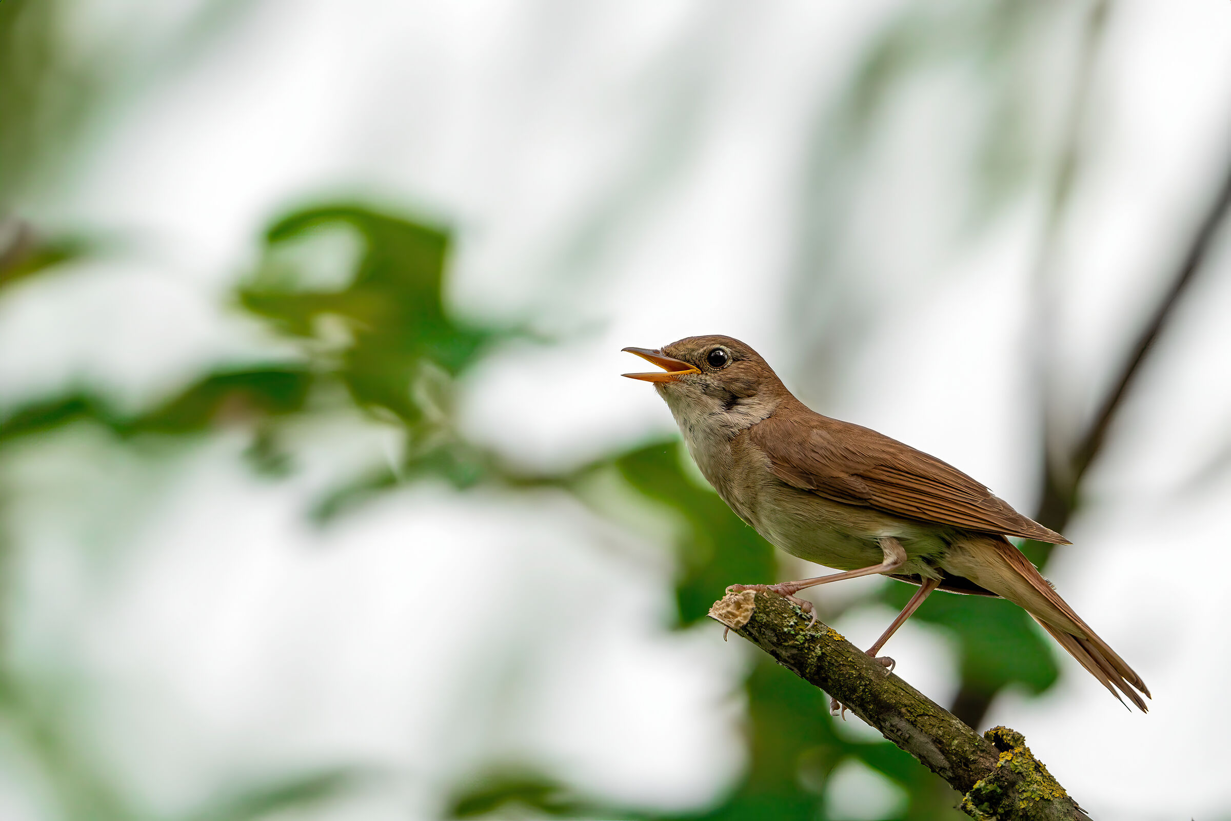 The Nightingale's Song