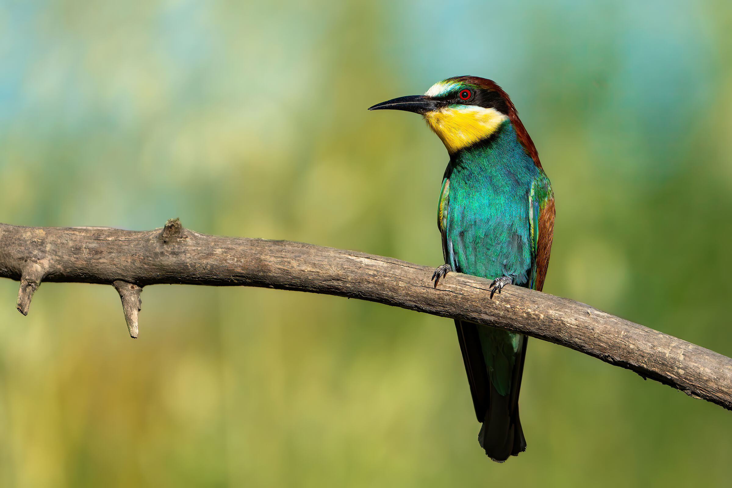 The bee-eater
