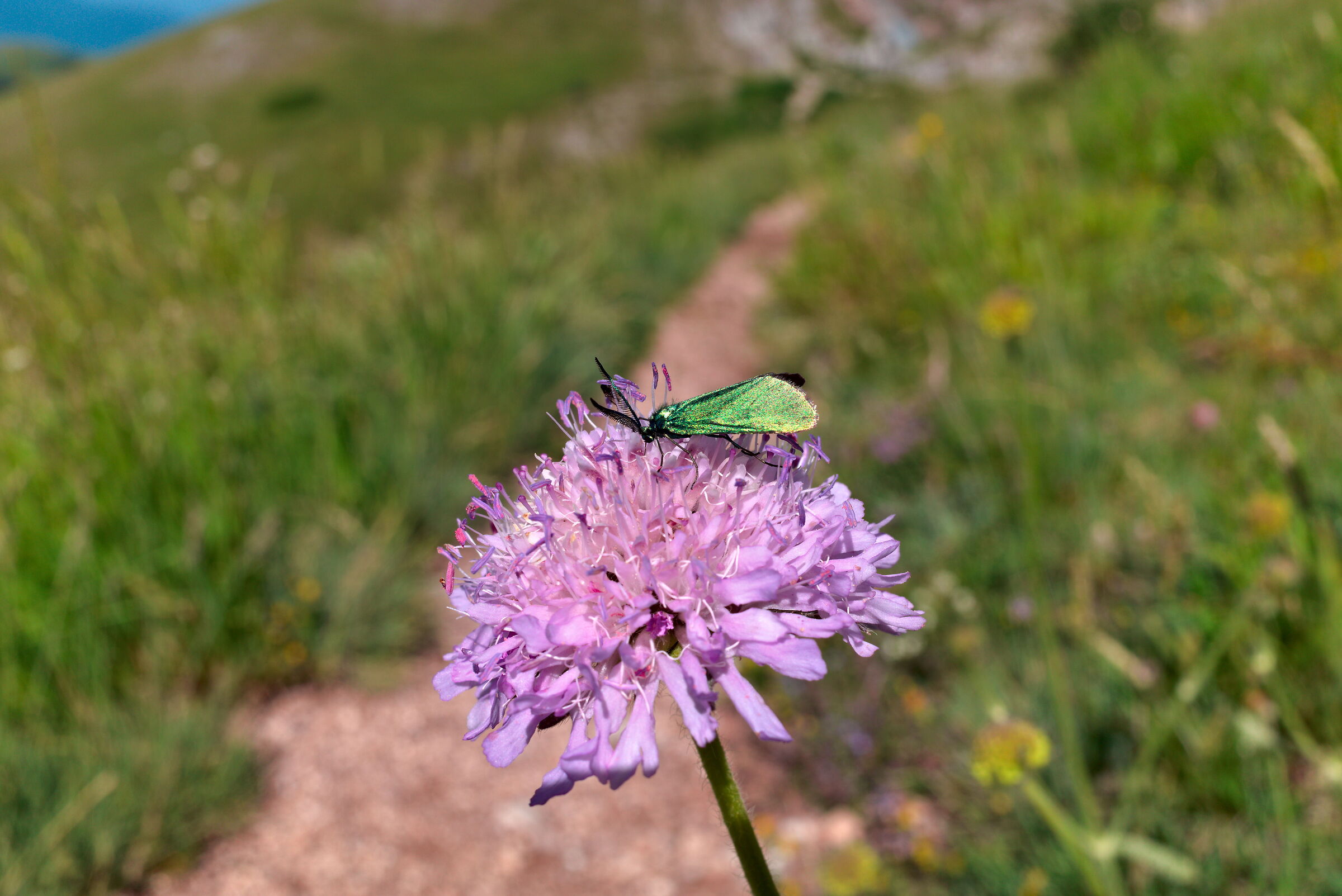 meetings on the Gran Sasso