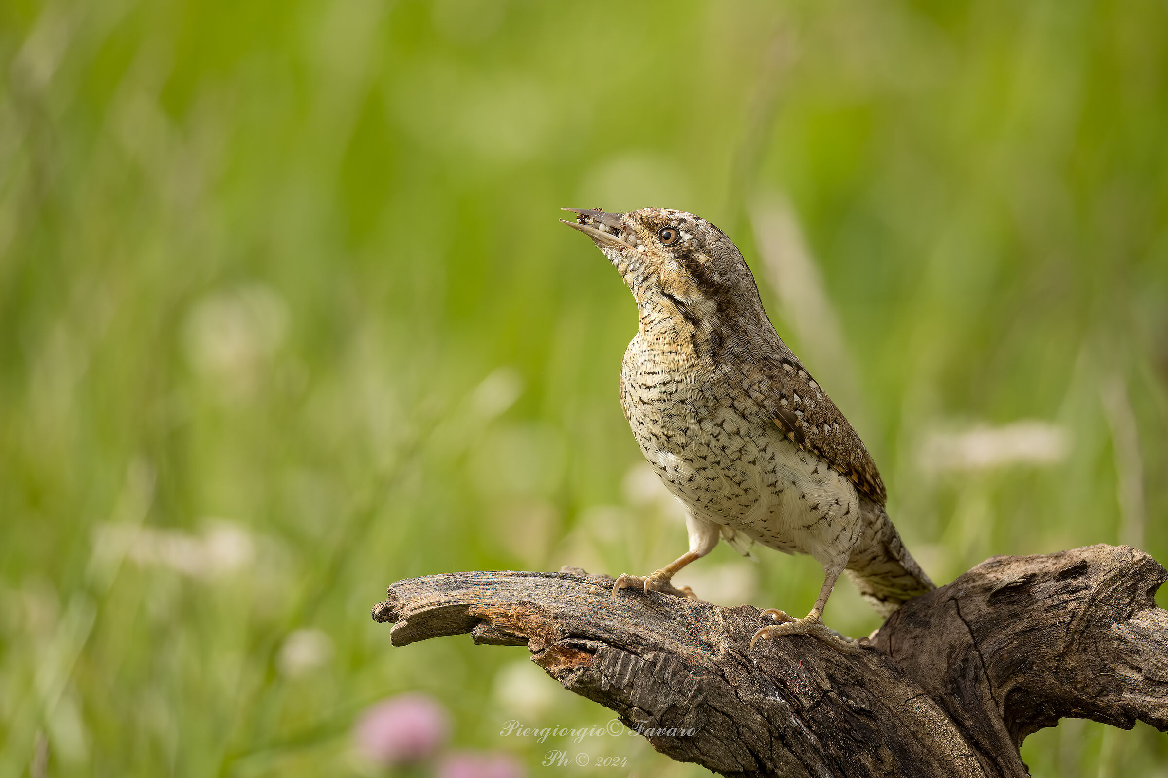 Wryneck