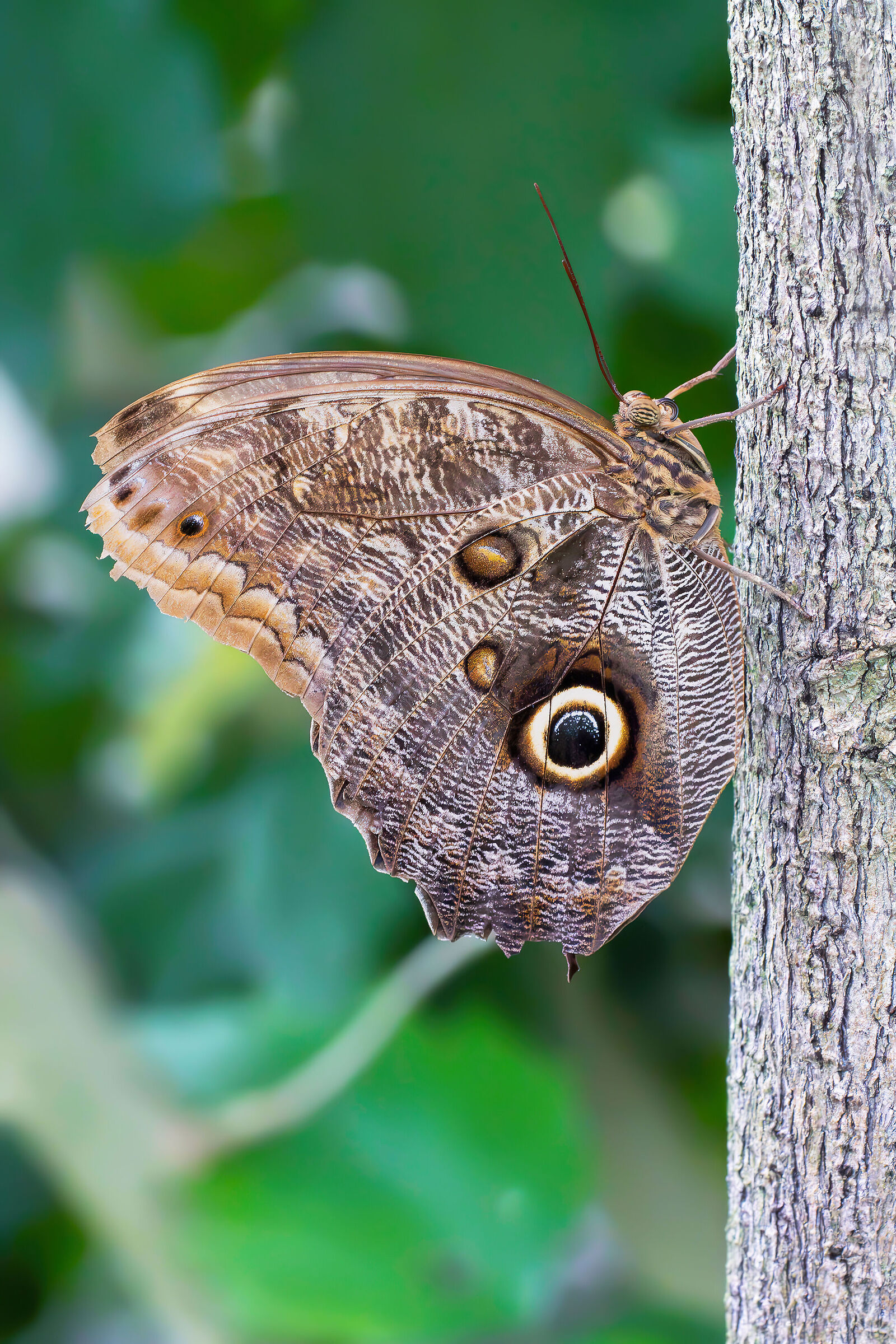 Caligo sp. (farfalla civetta)