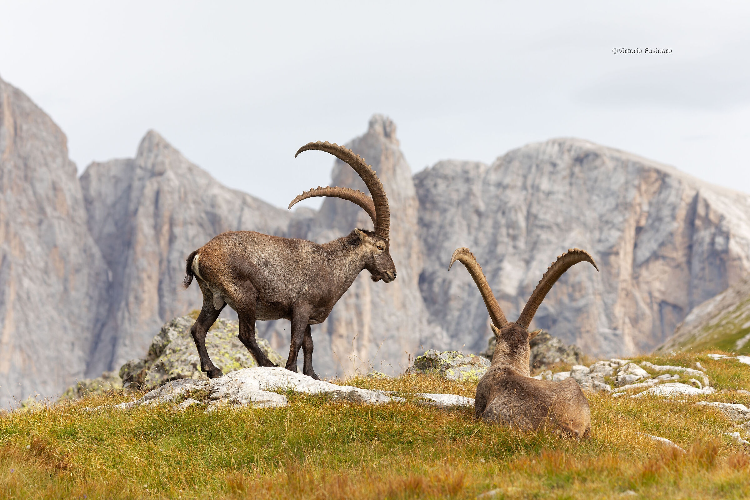 Capra ibex