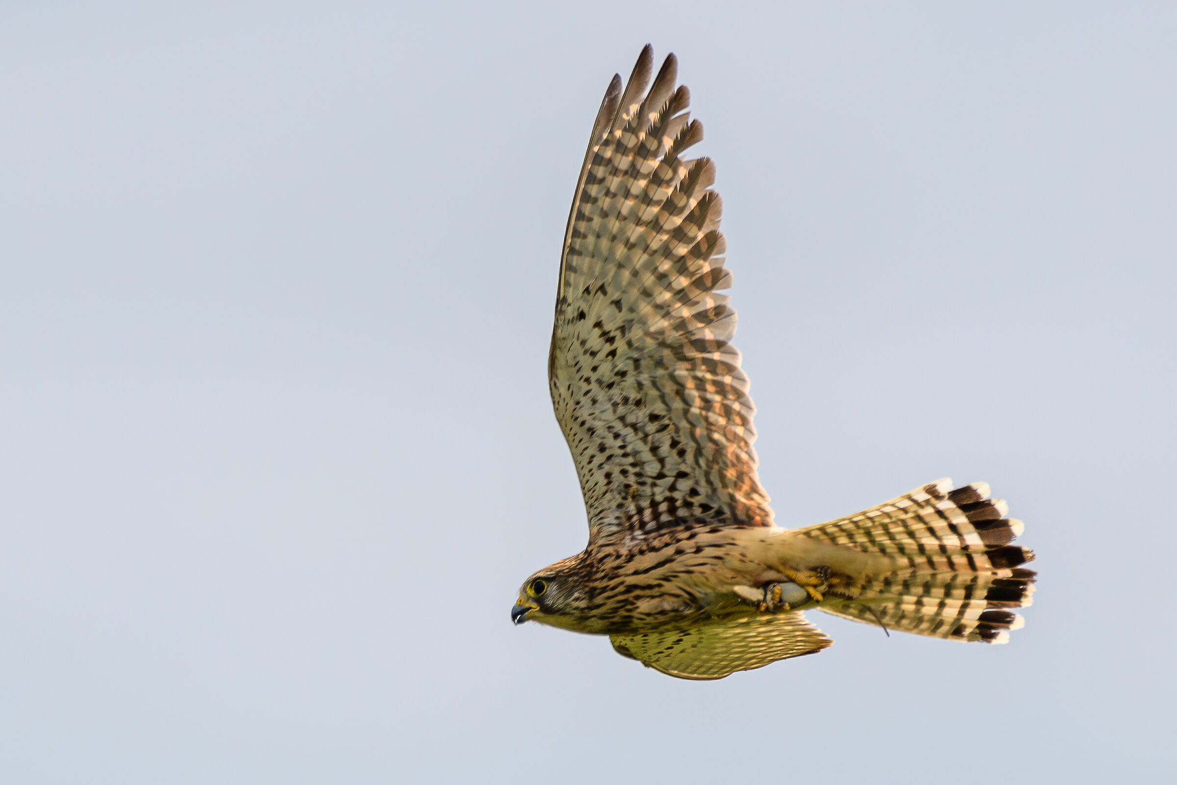 Kestrel
