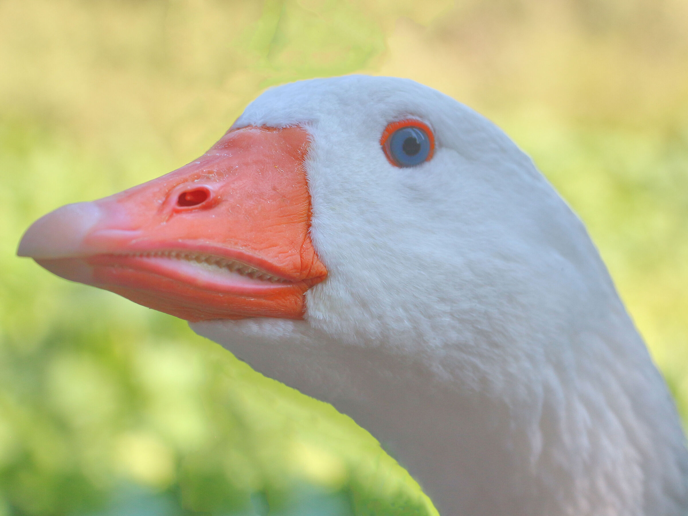Close-up of the goose...