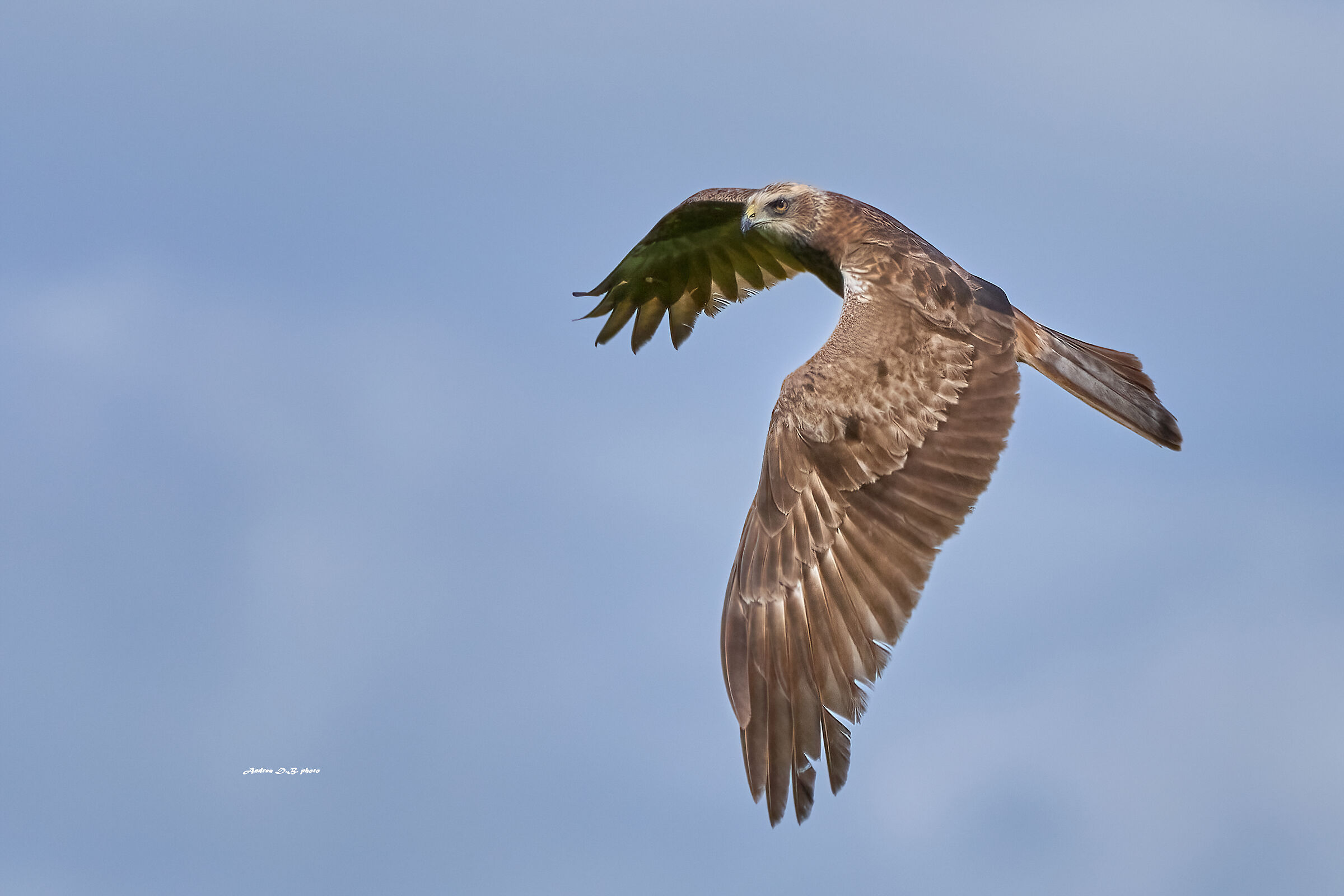 Marsh Harrier