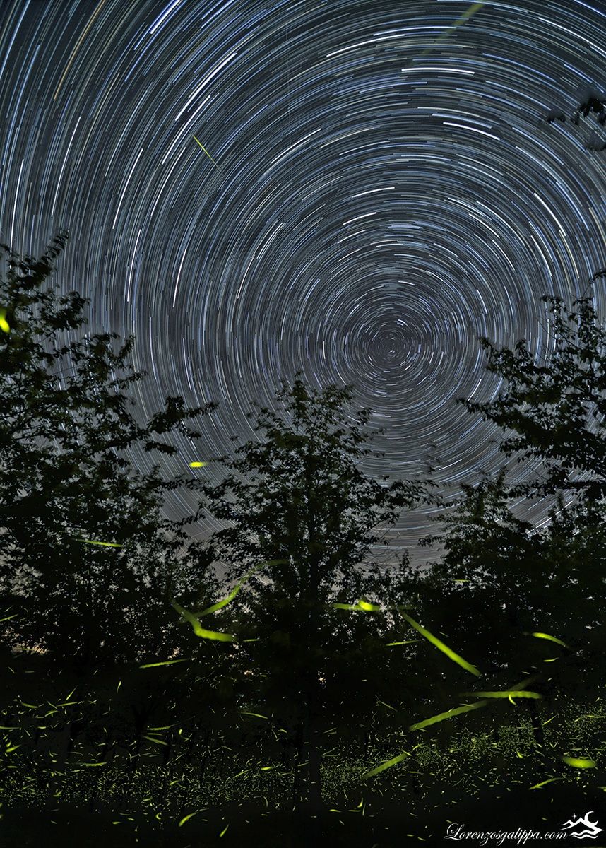 nightlights - lucciole e stelle