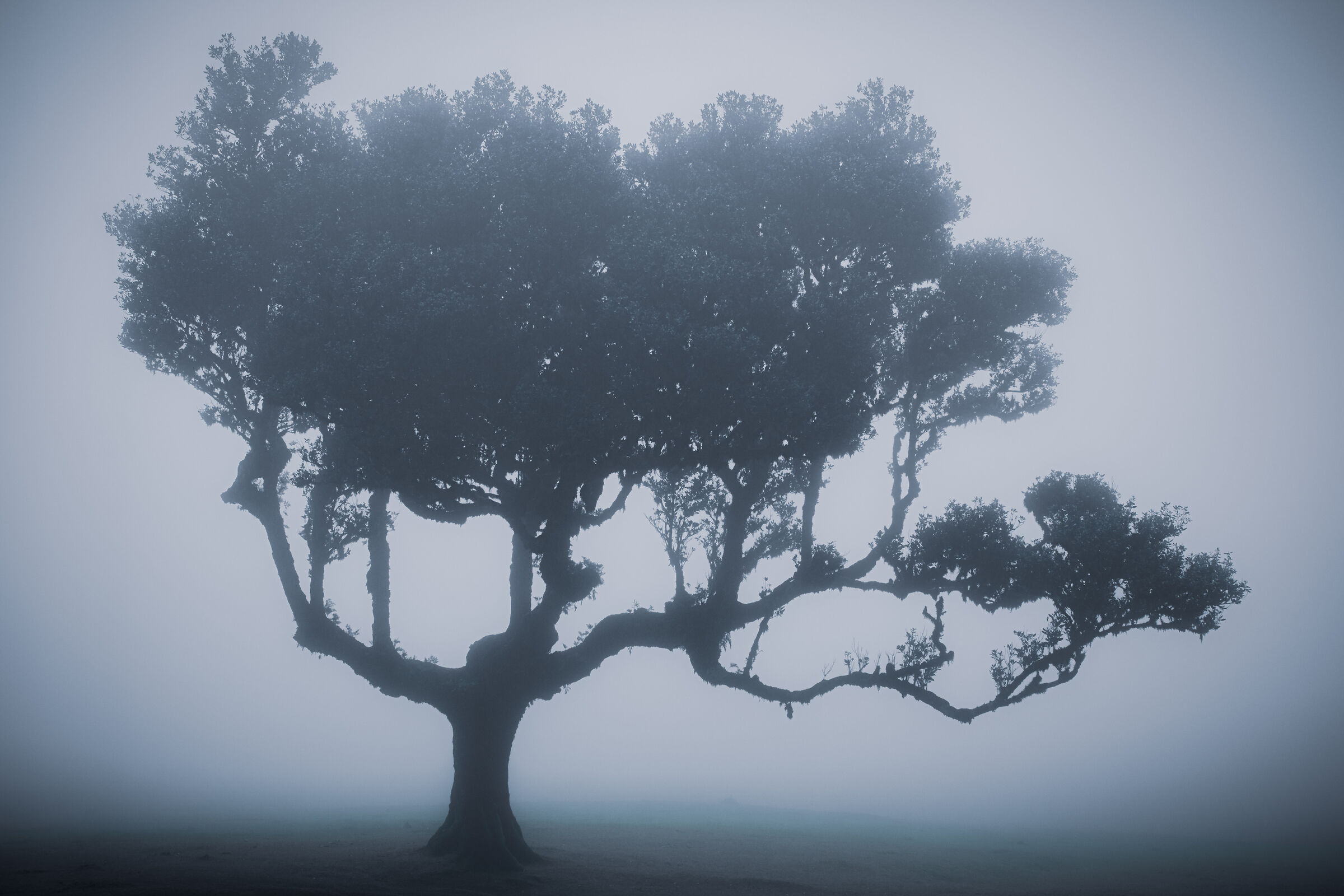 Ancient forest