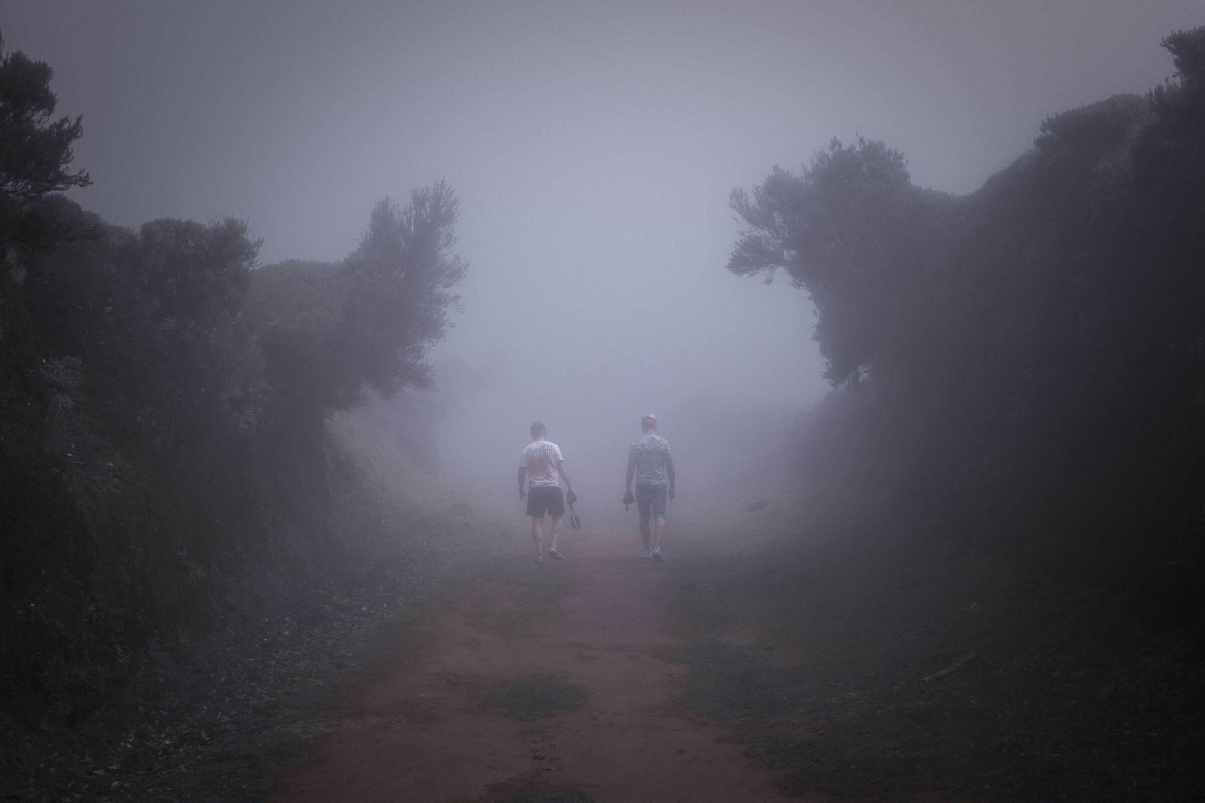Misty walk