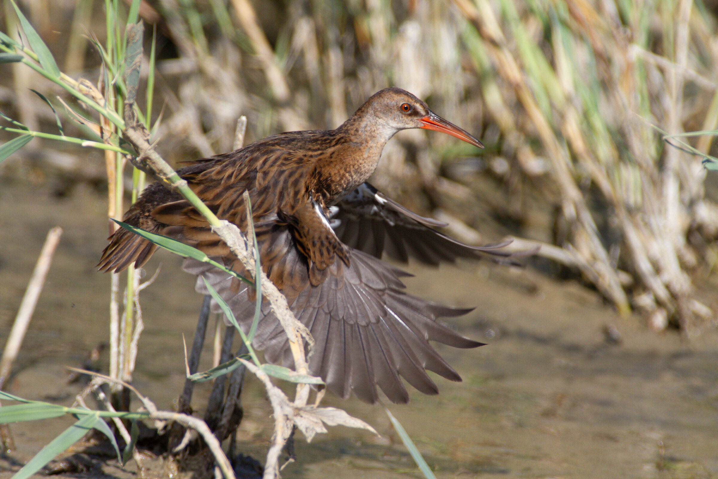 Raw water rail