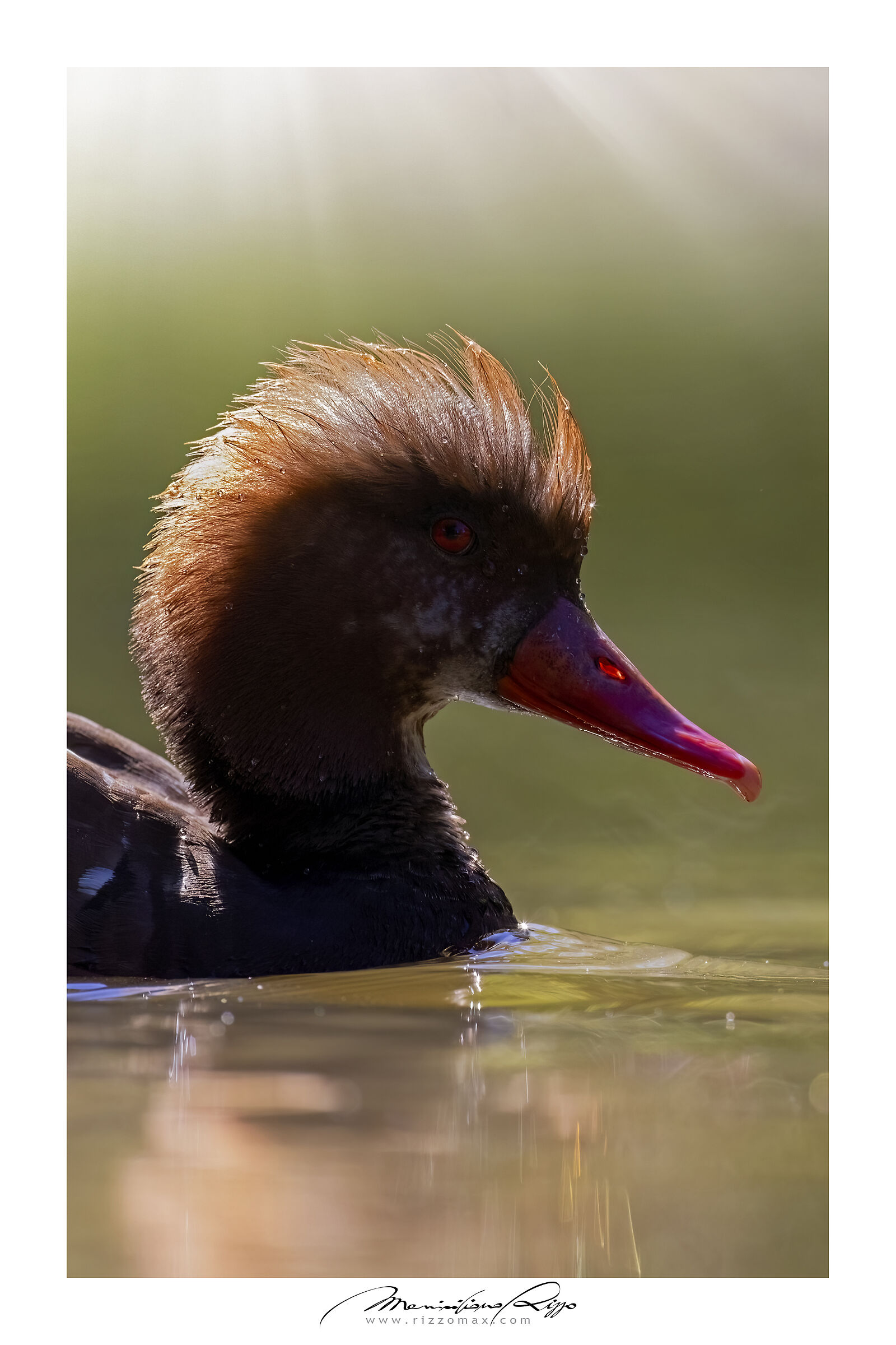 Fistione turco "La cresta"