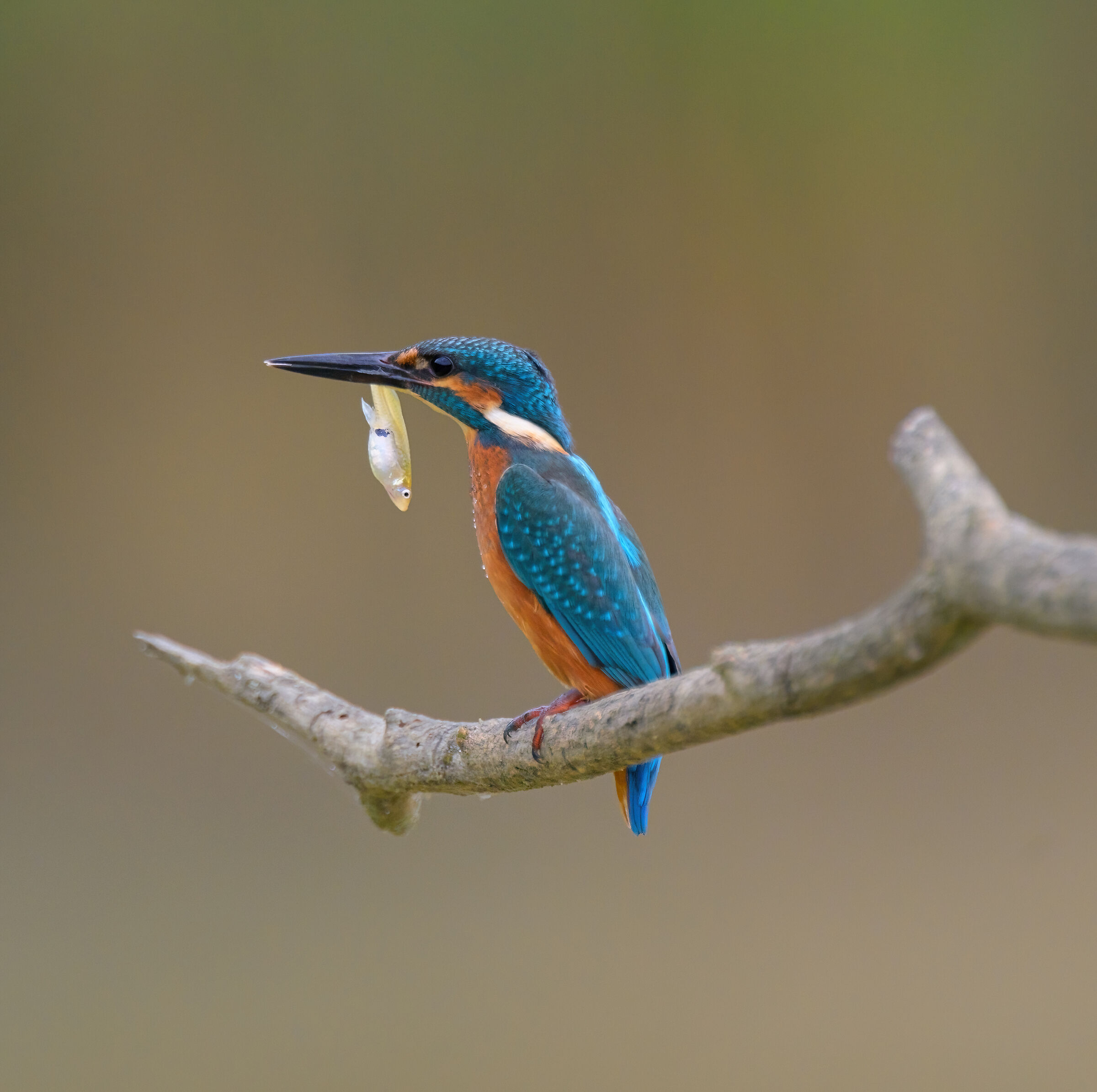 Martin pescatore con preda