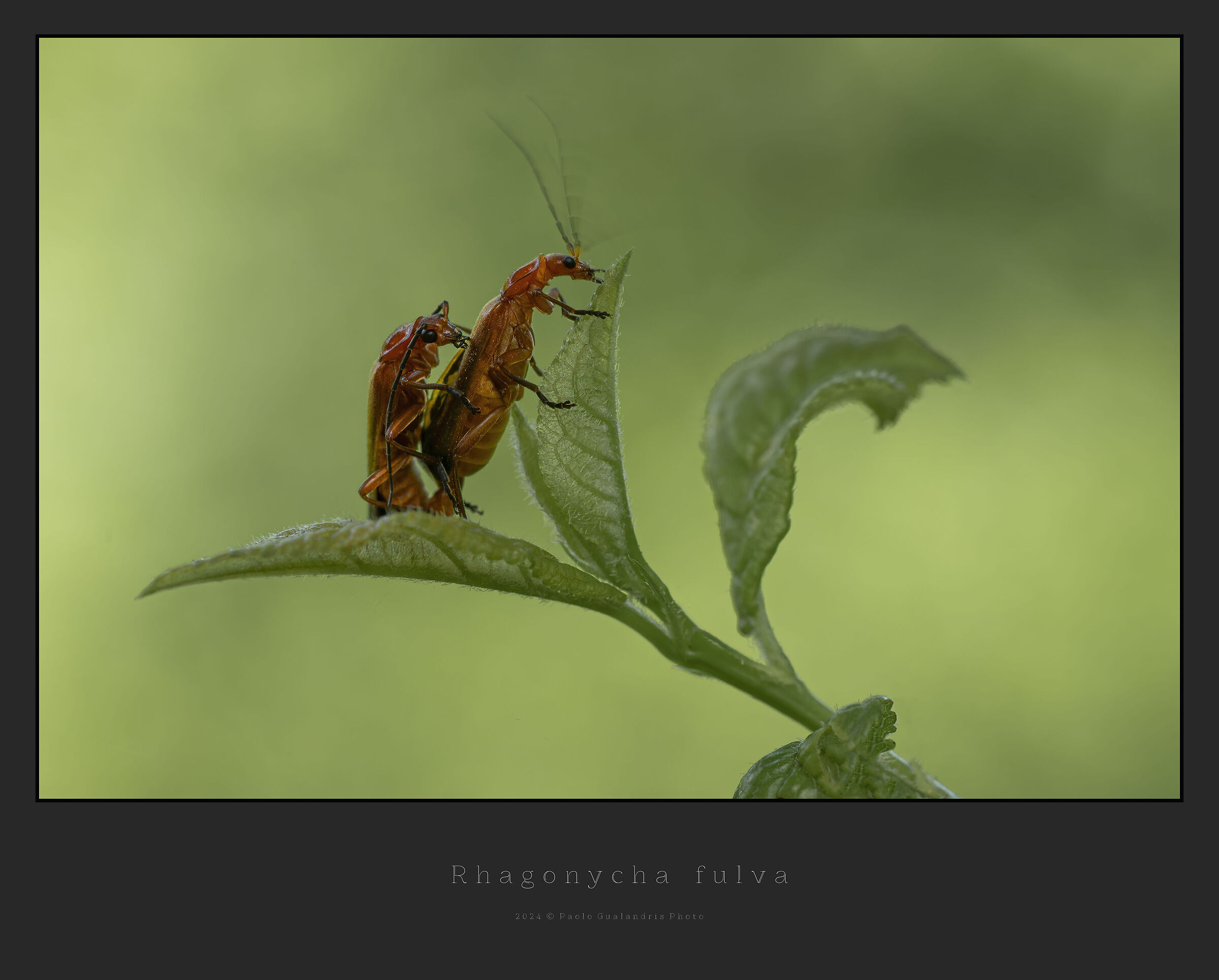 Rhagonycha fulva